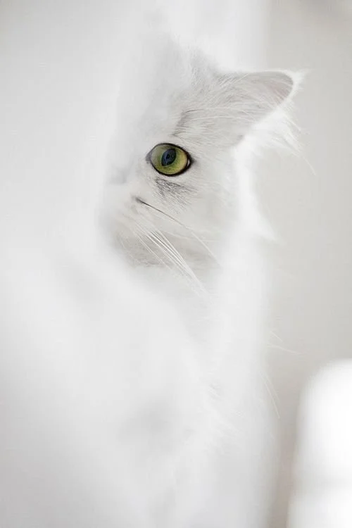kitty.jpg