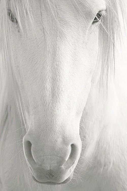 horse.jpg