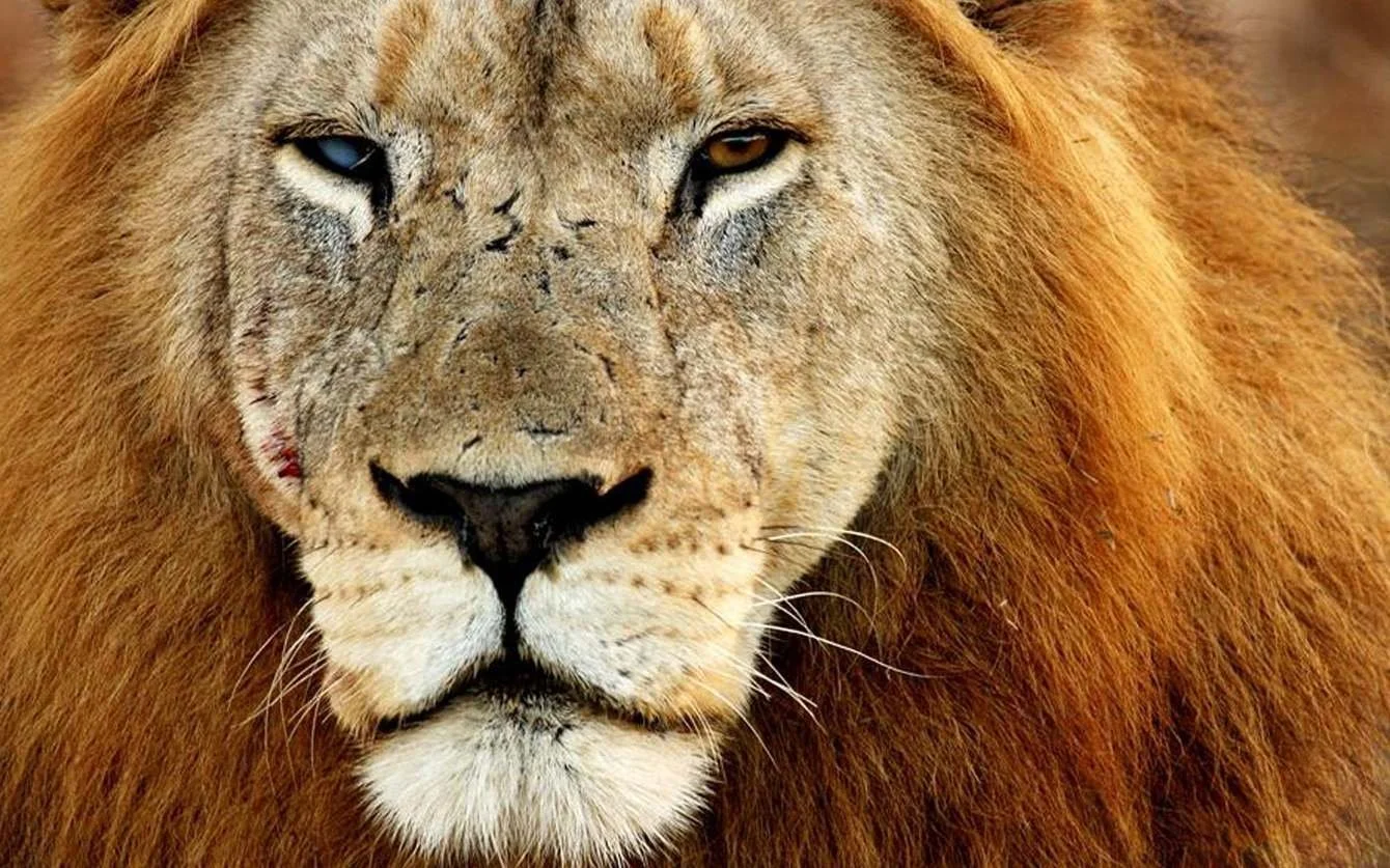 za-big-cat-safari-11.jpg.1340x0_default.jpg