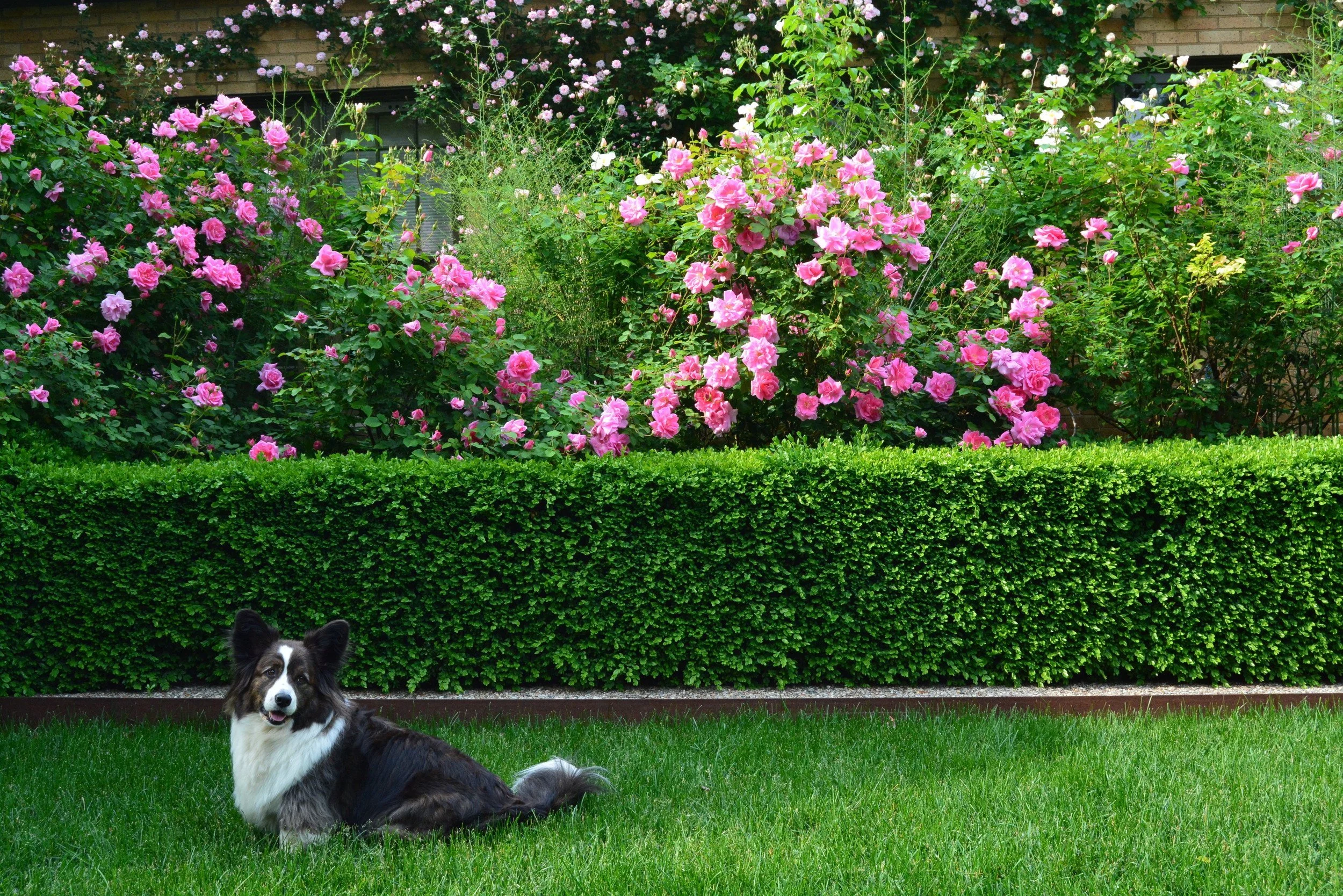 roses_hedge.jpg