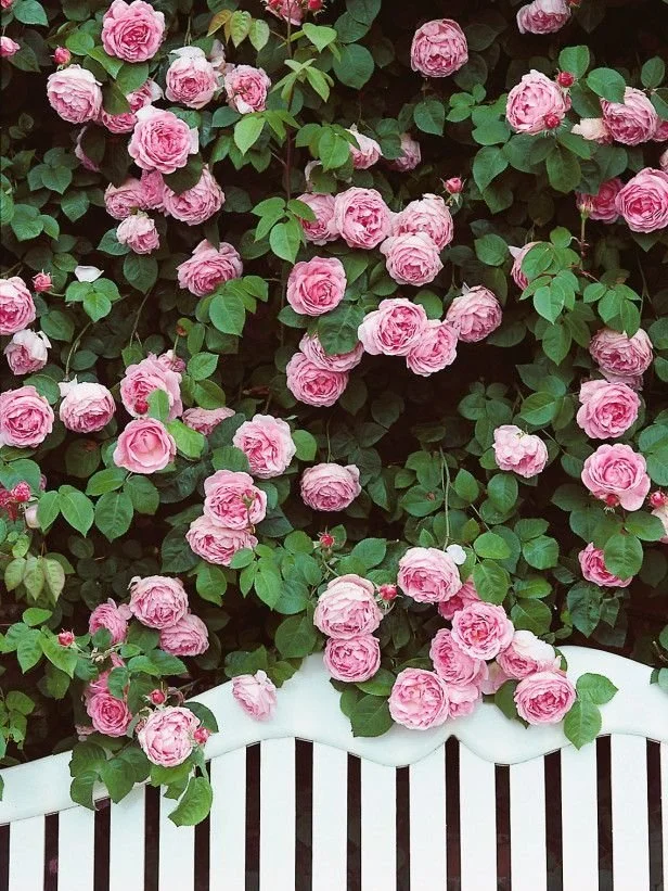 roses.jpg