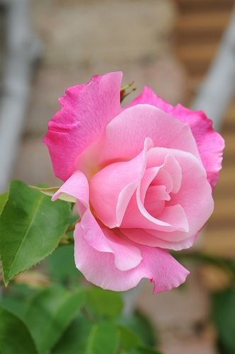 rose.jpg