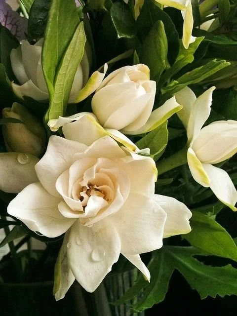 gardenia.jpg