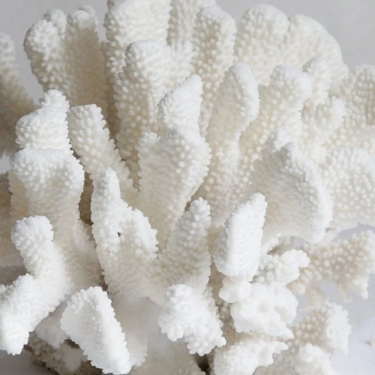 large-pacific-elk-coral-specimen_1.jpg