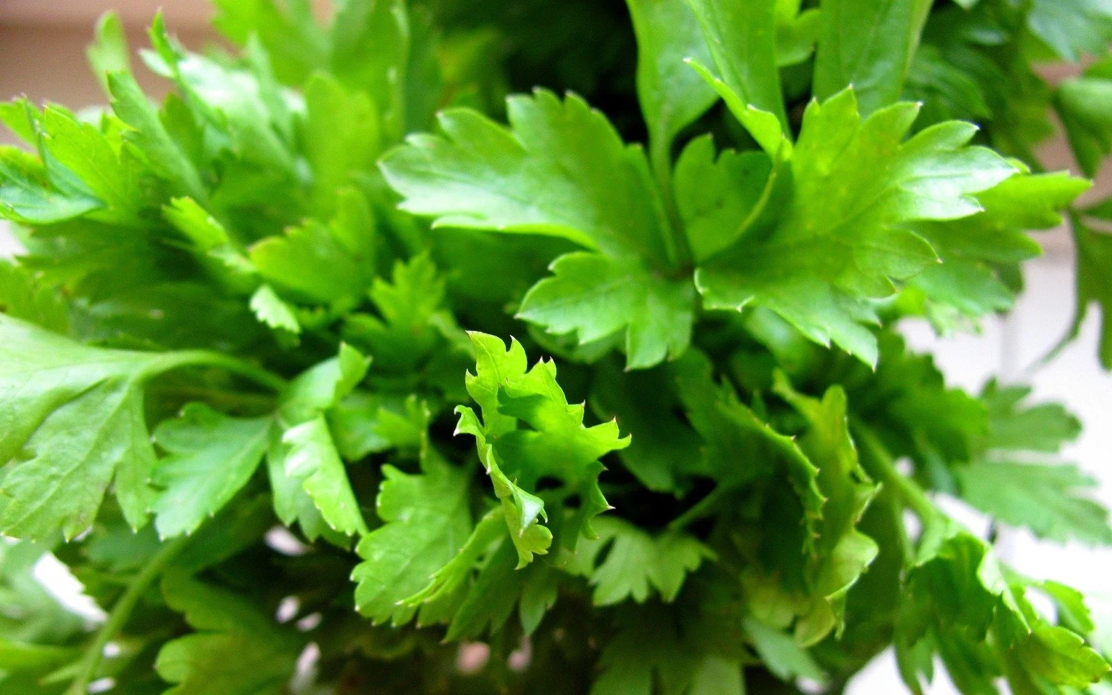 parsley-78807.jpg