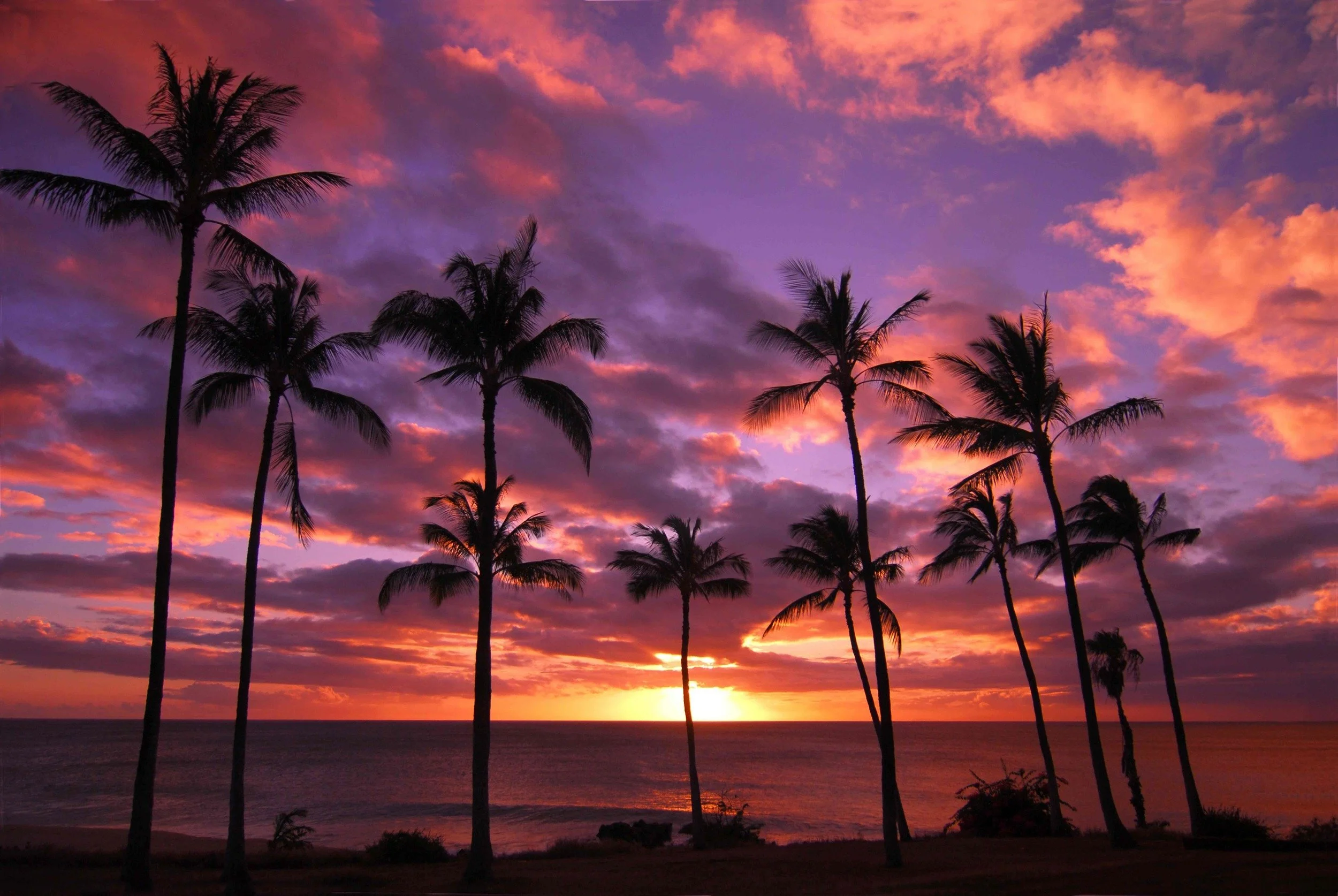 palmtree-sunset_shutterstock_reduced.jpg