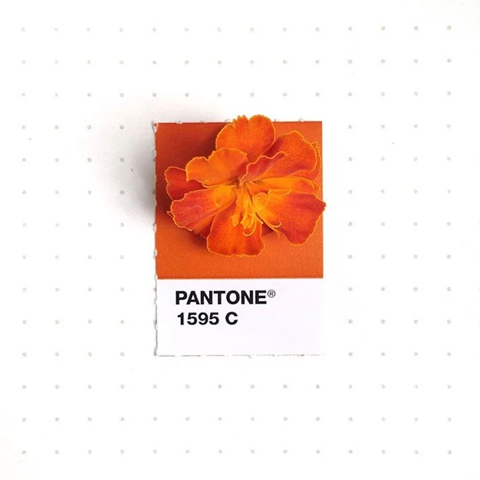 pantone-matching-system-everyday-objects-tiny-pms-project-inka-mathews-houston-texas-19.jpg