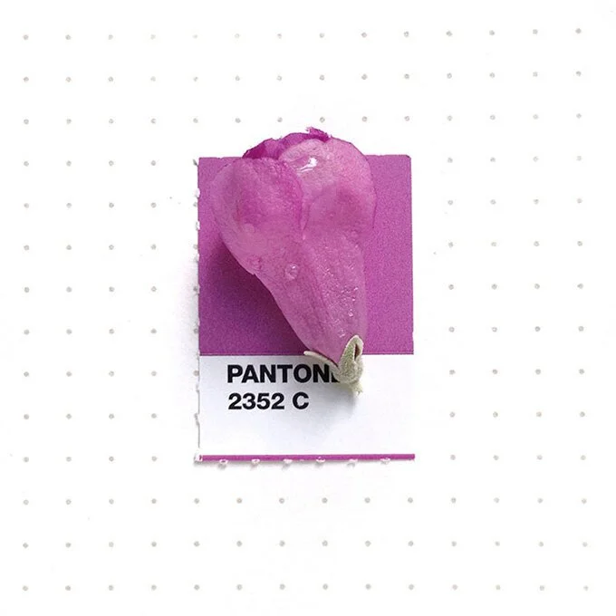 Visual Poetry: Pantone Matching Everyday Objects...