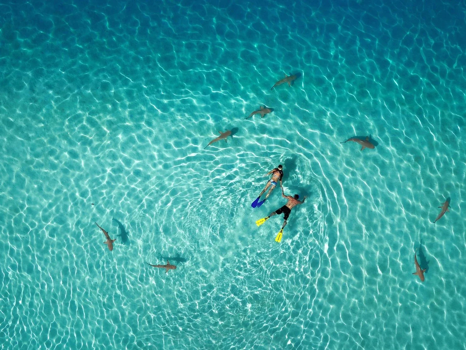 sharks.jpg