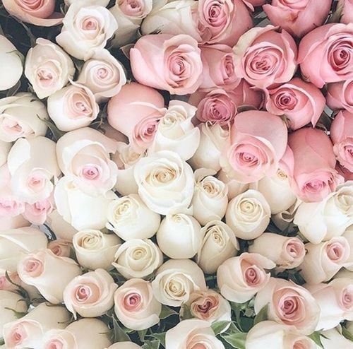 roses.jpg