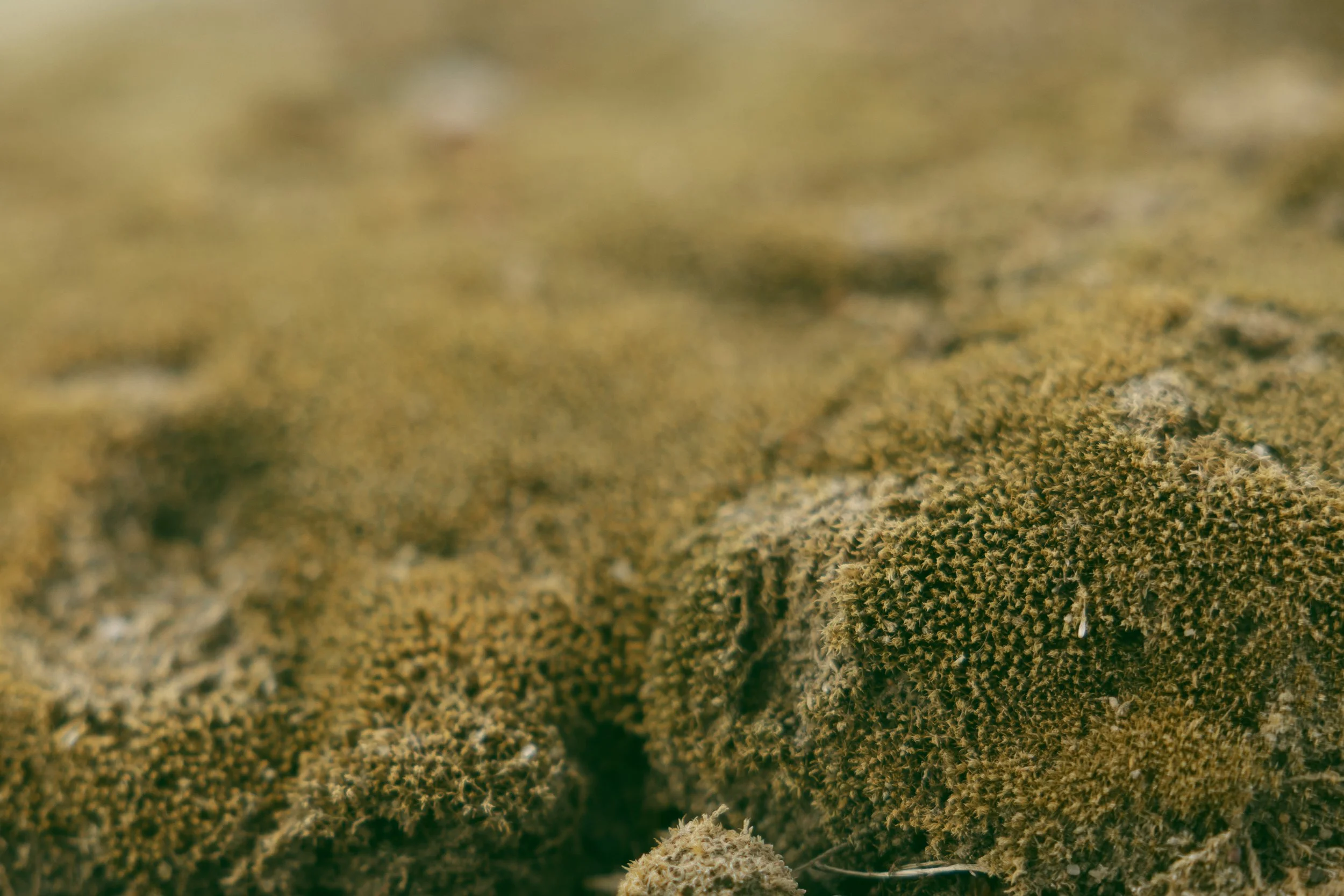 Close-up of a cannabis plant with dense, trichome-covered buds.
