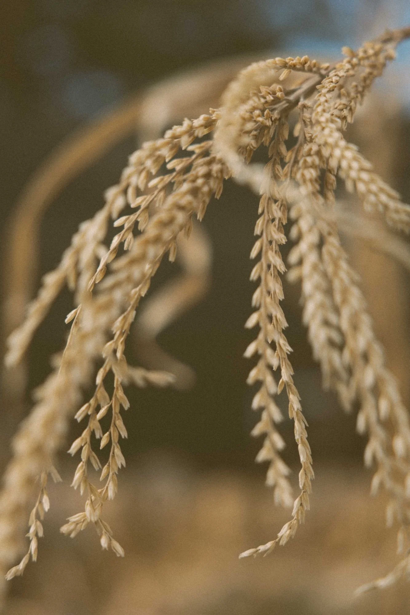 Close-up of dried beige plant stems with small seed-like structures hanging from them.