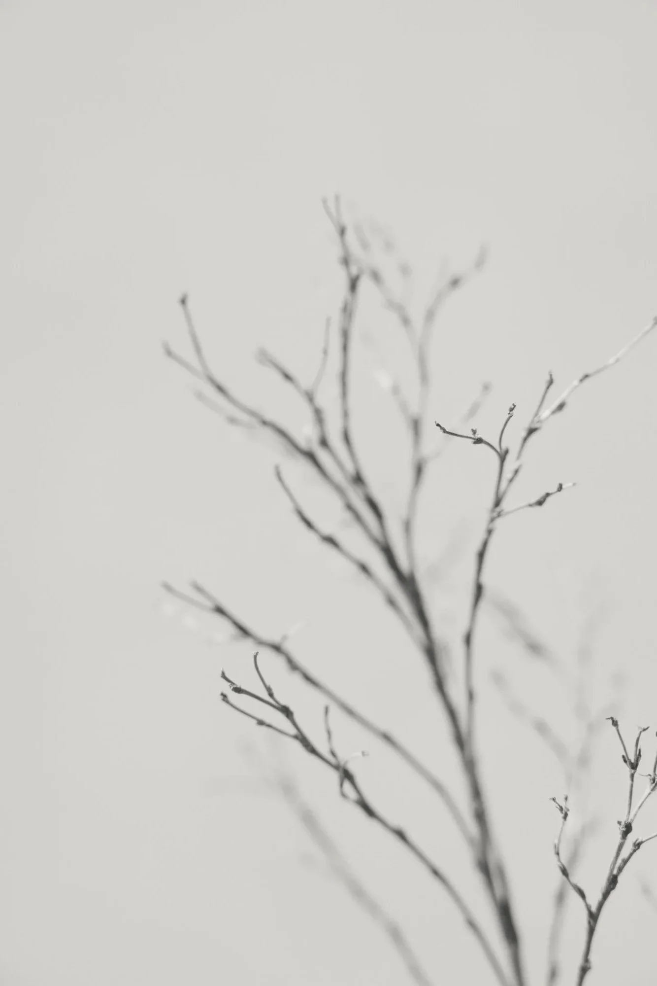 Black and white photograph of a leafless tree branch against a light, plain background.