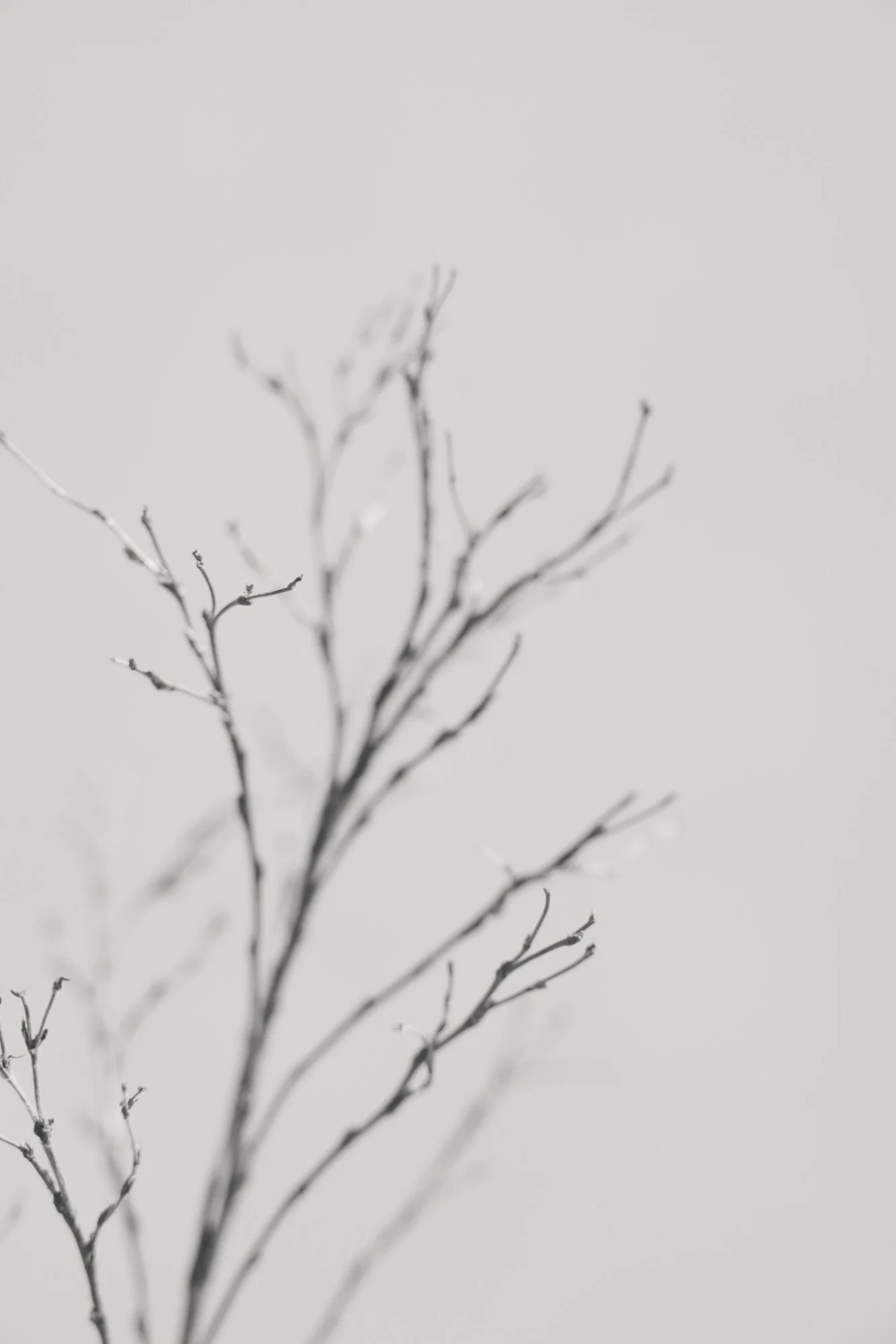 A close-up of a barren tree with thin, twisting branches against a plain, light background.