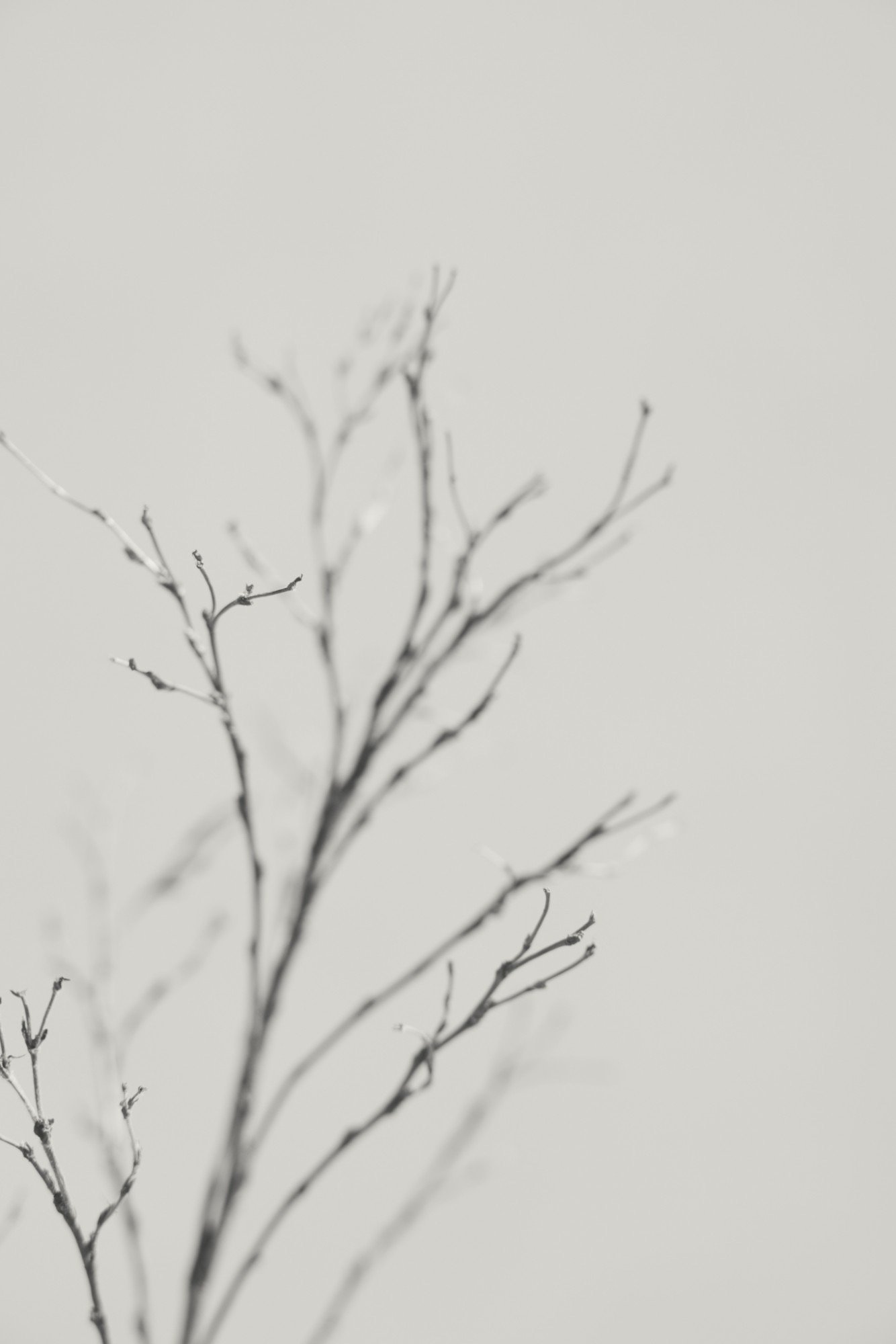 Black and white image of bare, thin tree branches against a light, neutral background.