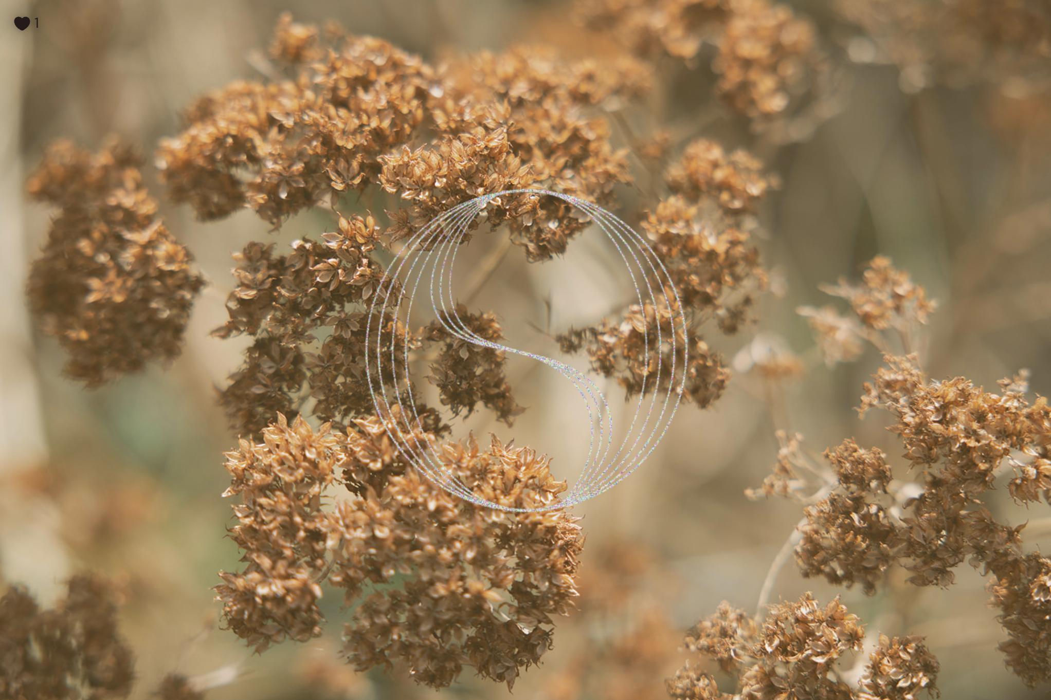 Close-up of brown dry flowers with a spider web with dew drops in the center.