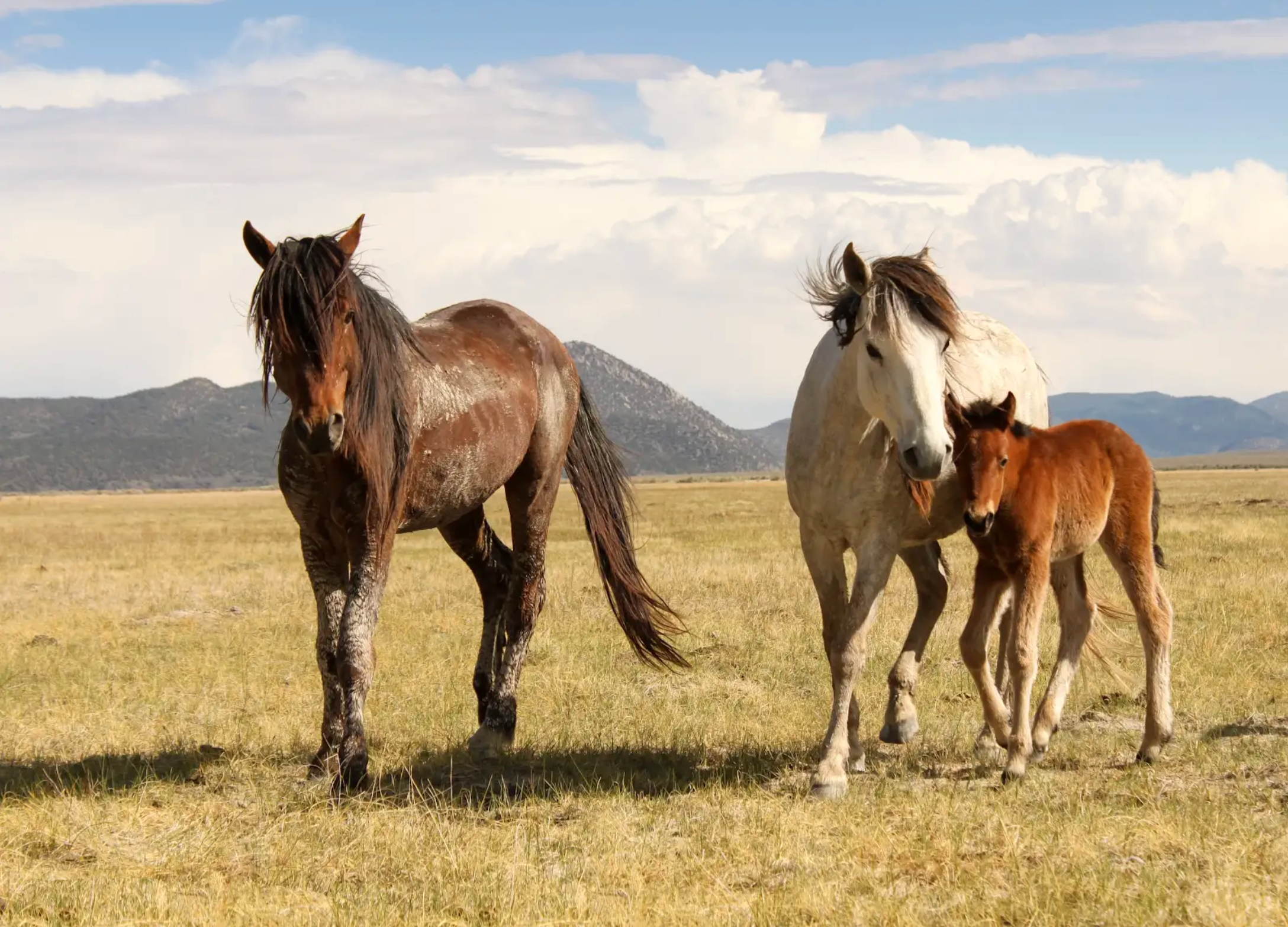 Wild Horses Sierra Nevada Women's Equine Retreat
