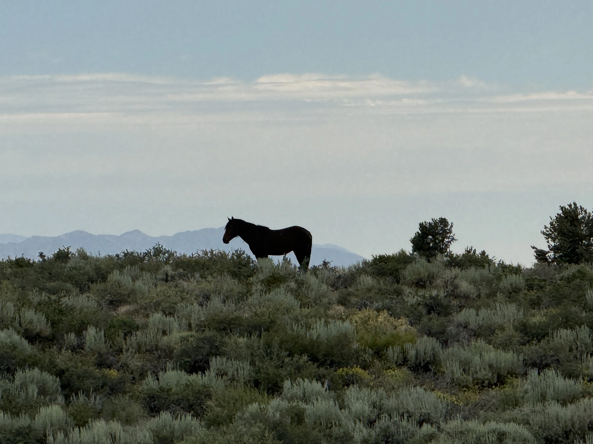 Wild Horse Sierra Nevada Retreat