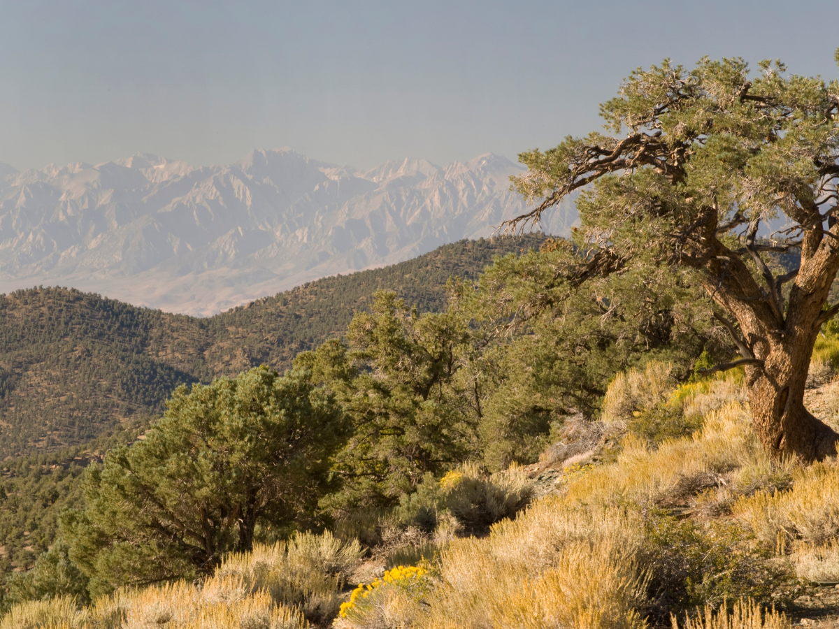 Eastern Sierra Nevada Mountains Retreat
