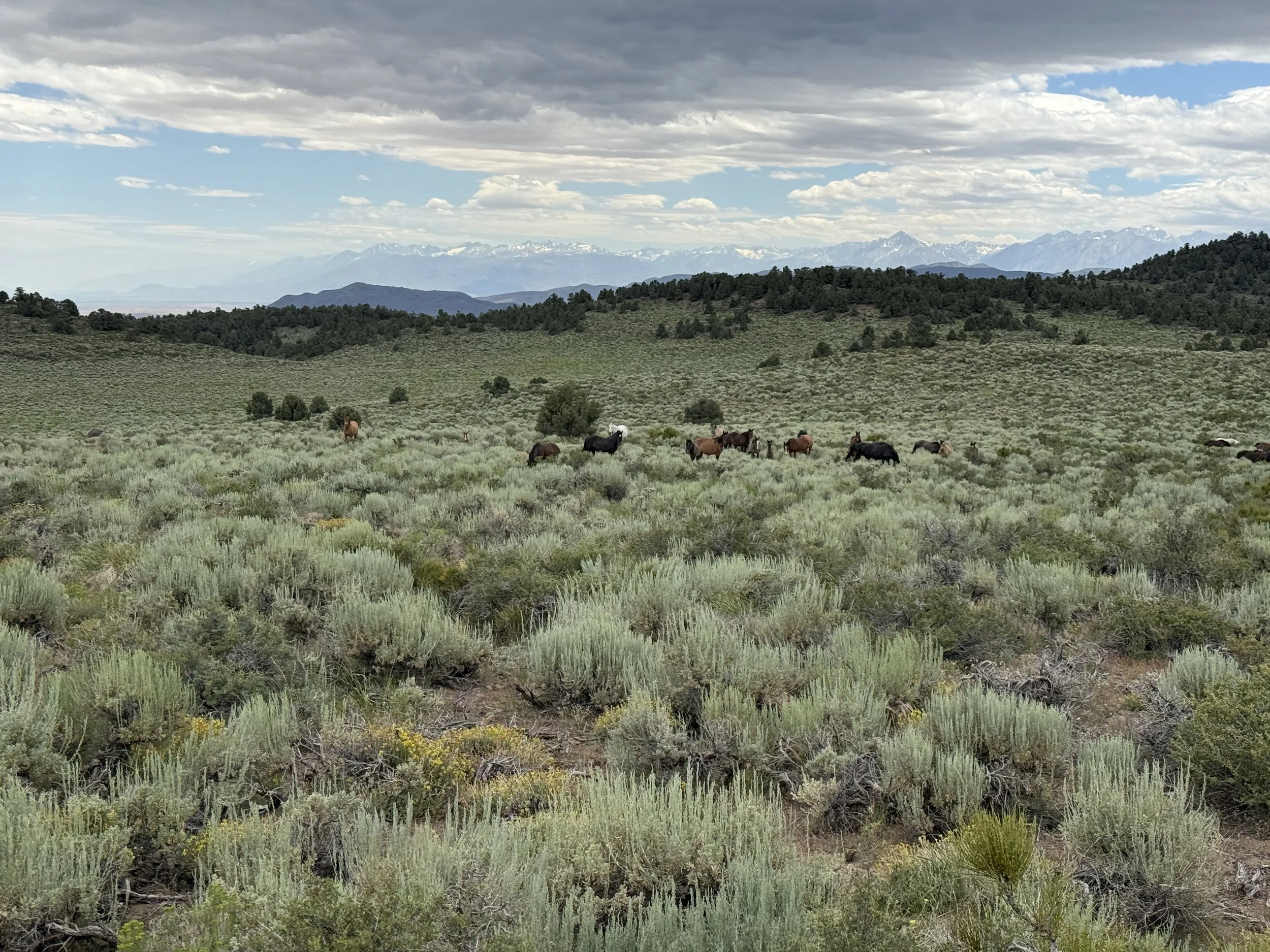 Wild Mustangs Benton Californnia