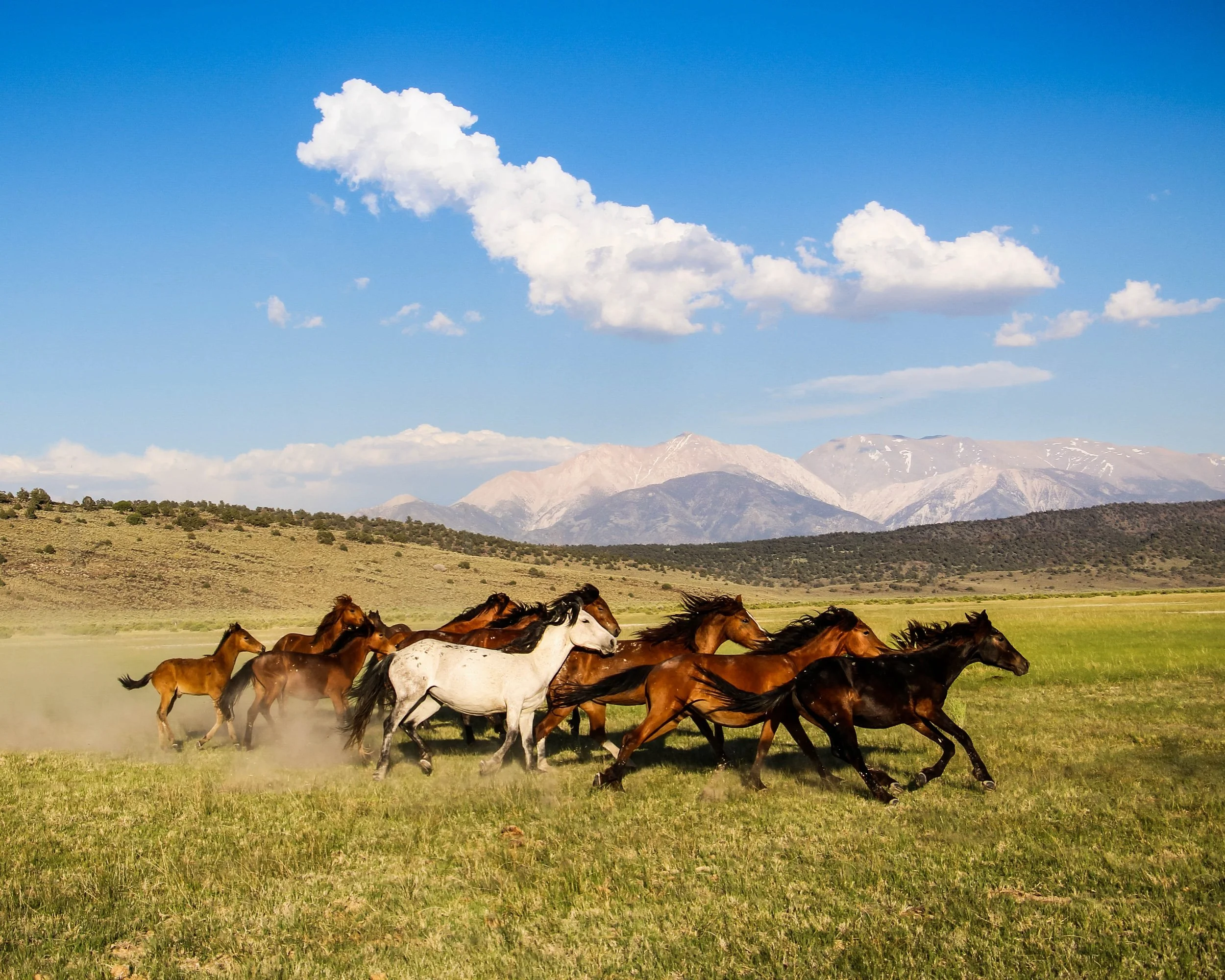 Copy of 1for print WH-galloping wild mustangs.jpg