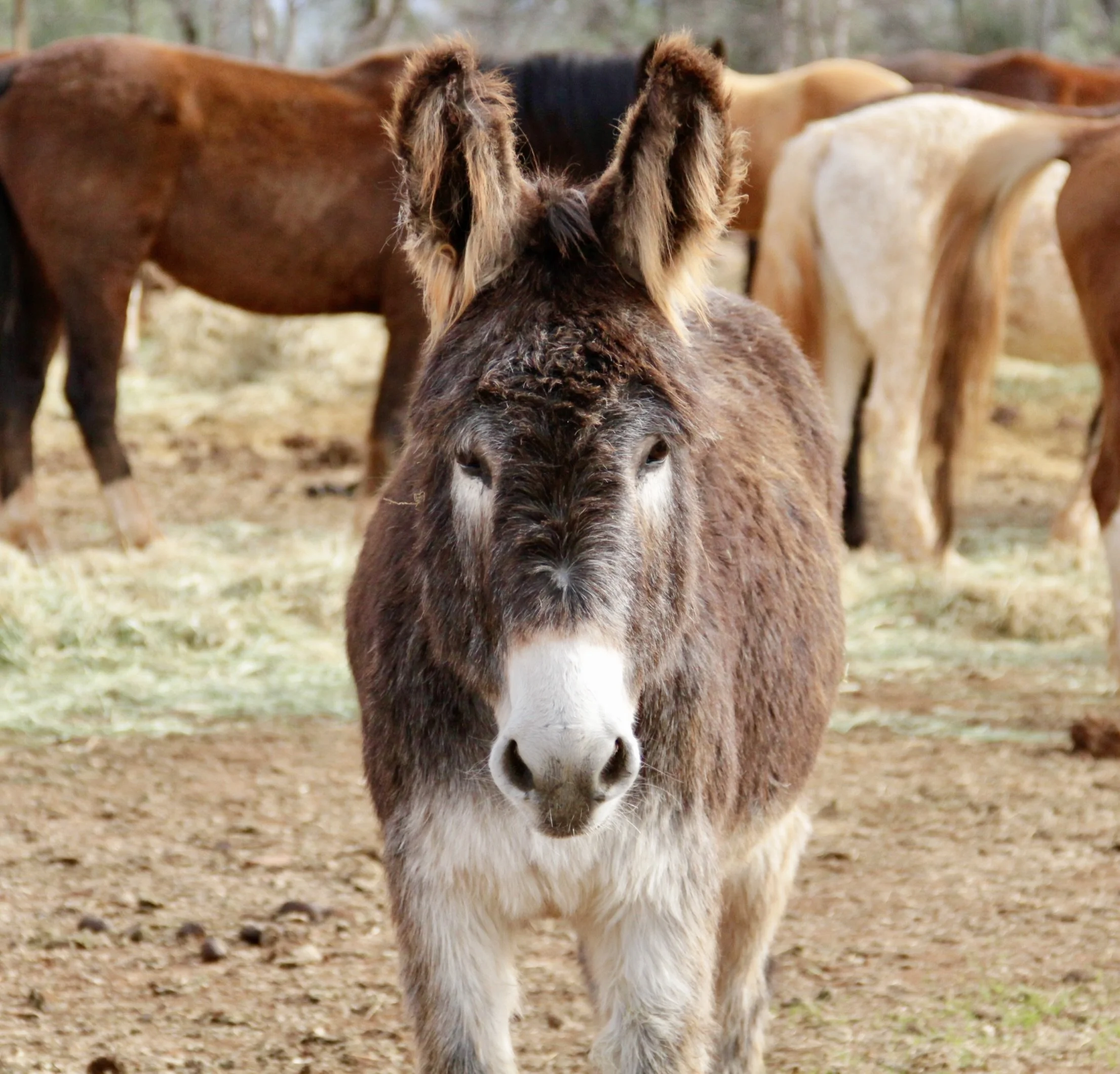 Wild Burro at Wild Horse Sanctuary