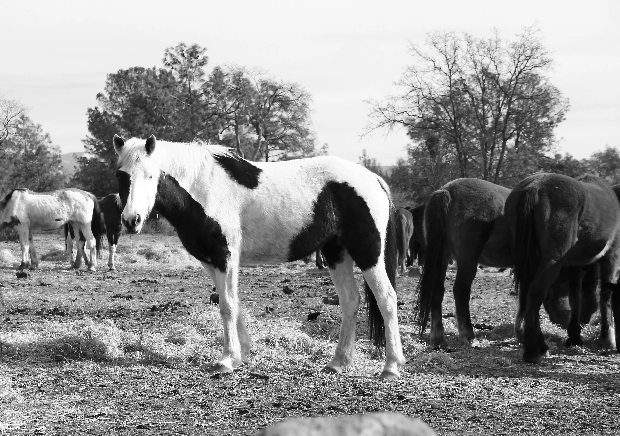 Curious wild horses at sanctuary