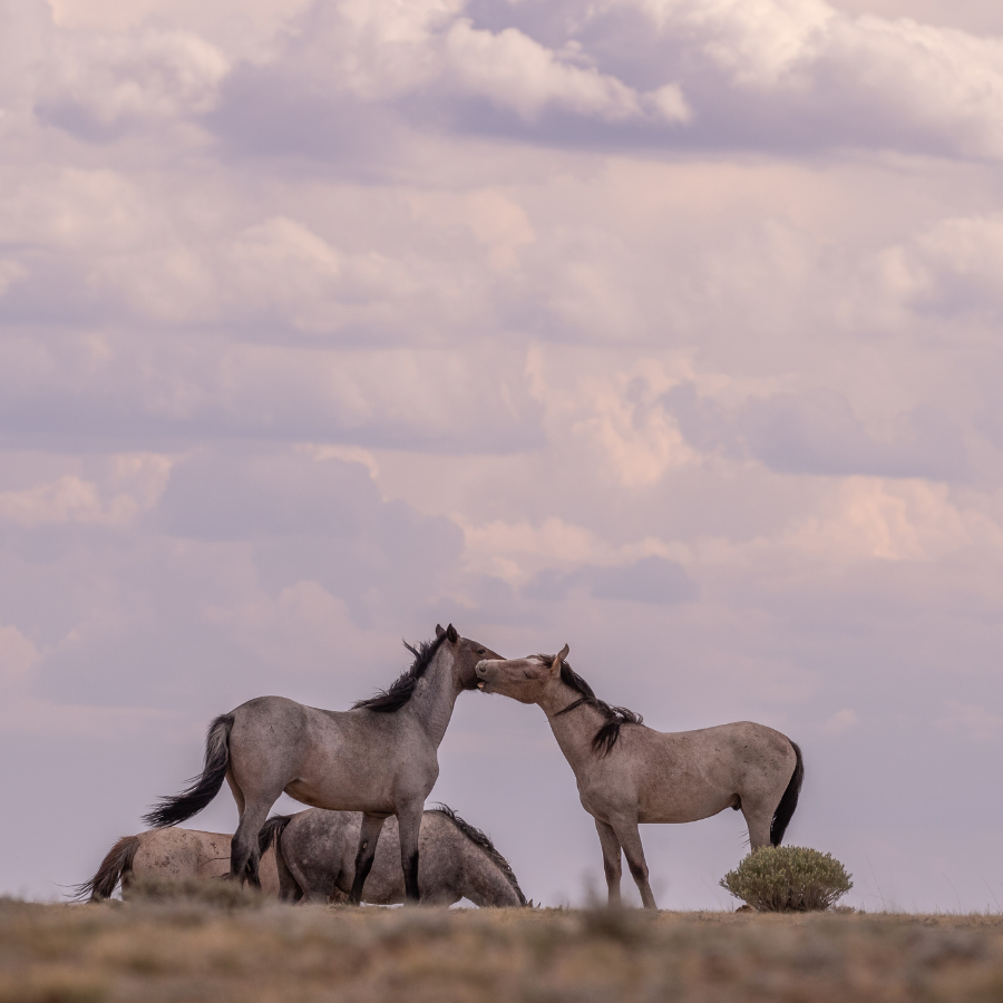 Wild Horses California Equine Retreat for Women