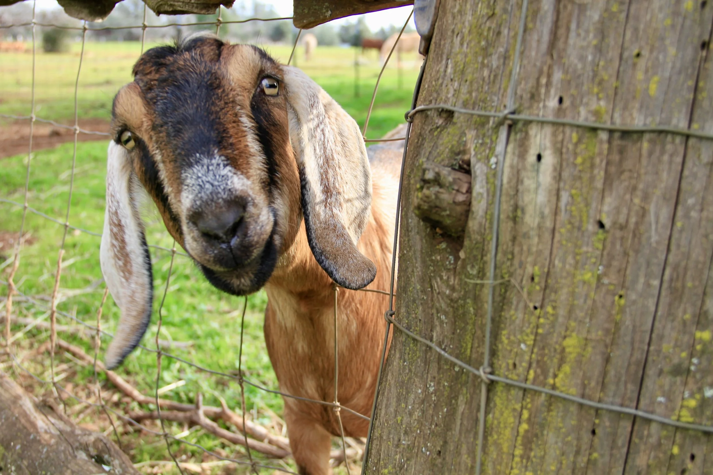 Goats to hang with at sanctuary