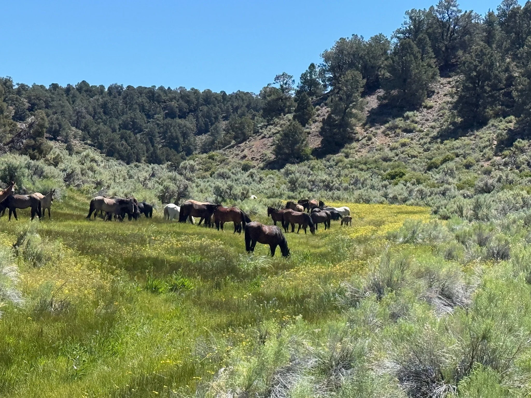 Wild horses during equine retreat California