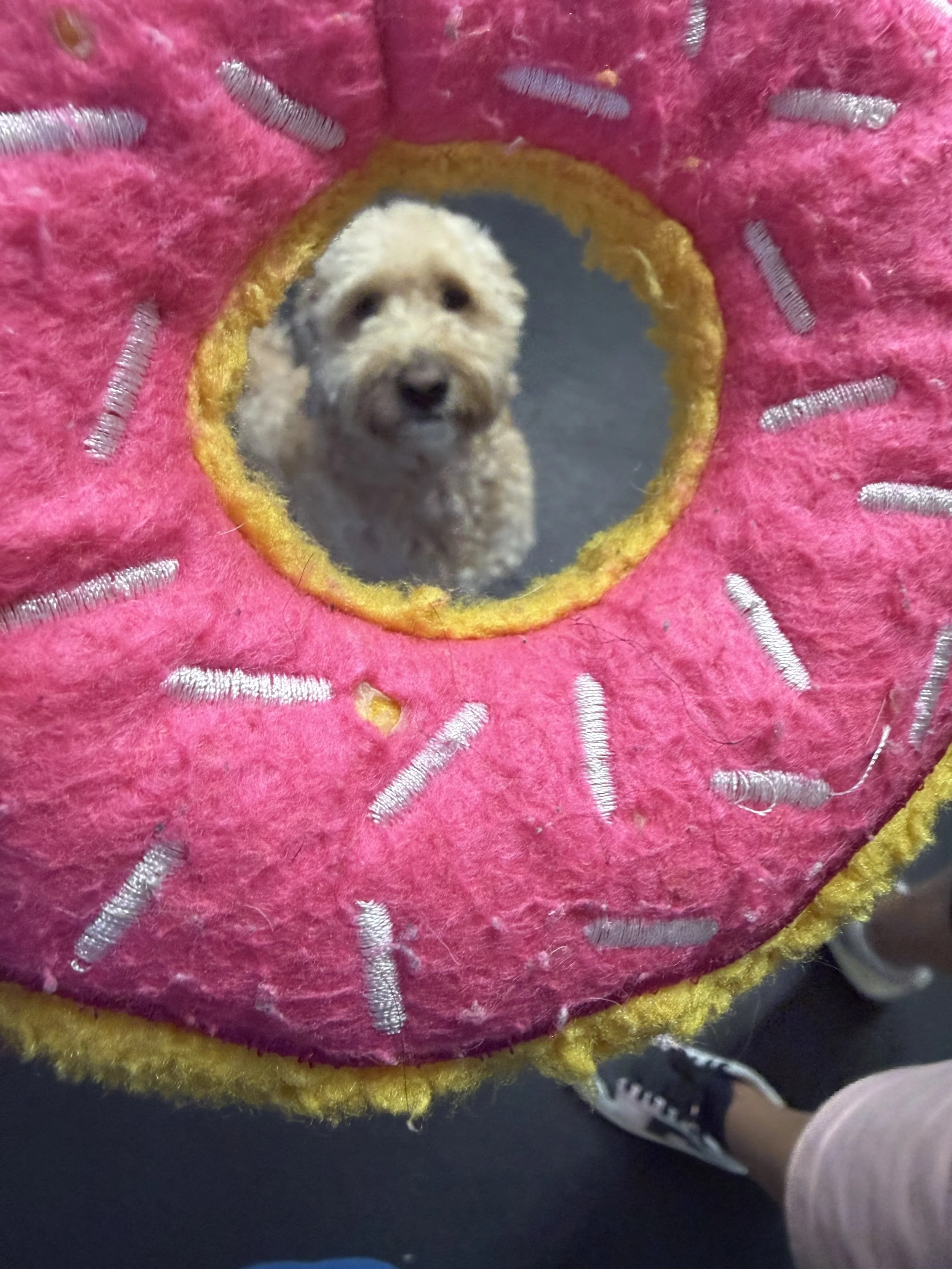 A small dog, possibly a poodle mix, seen through a circular opening in a pink and yellow plush toy with silver accents. The dog appears to be standing on a dark floor, with a person's leg and shoe visible at the bottom of the image.