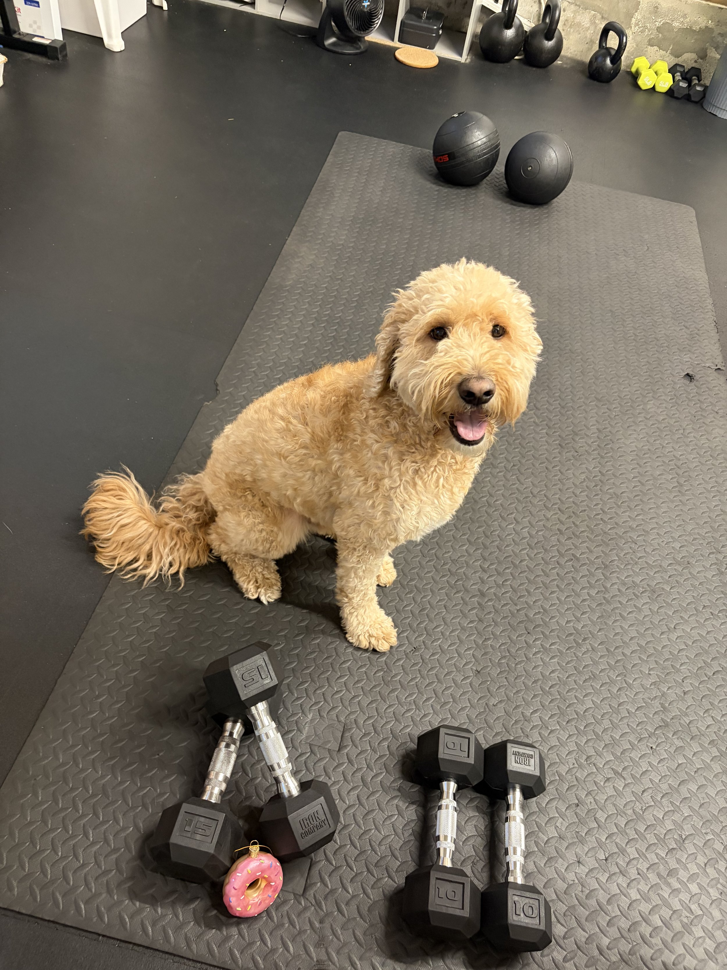 A fluffy, curly-haired, light-colored dog sitting on a black rubber gym mat in a workout room. In the background, there are black kettlebells and some small yellow and black dumbbells on a shelf. On the floor, there are three black Hex Dumbbells with silver handles, a pink donut-shaped ornament with sprinkles, and a pair of small dumbbells.