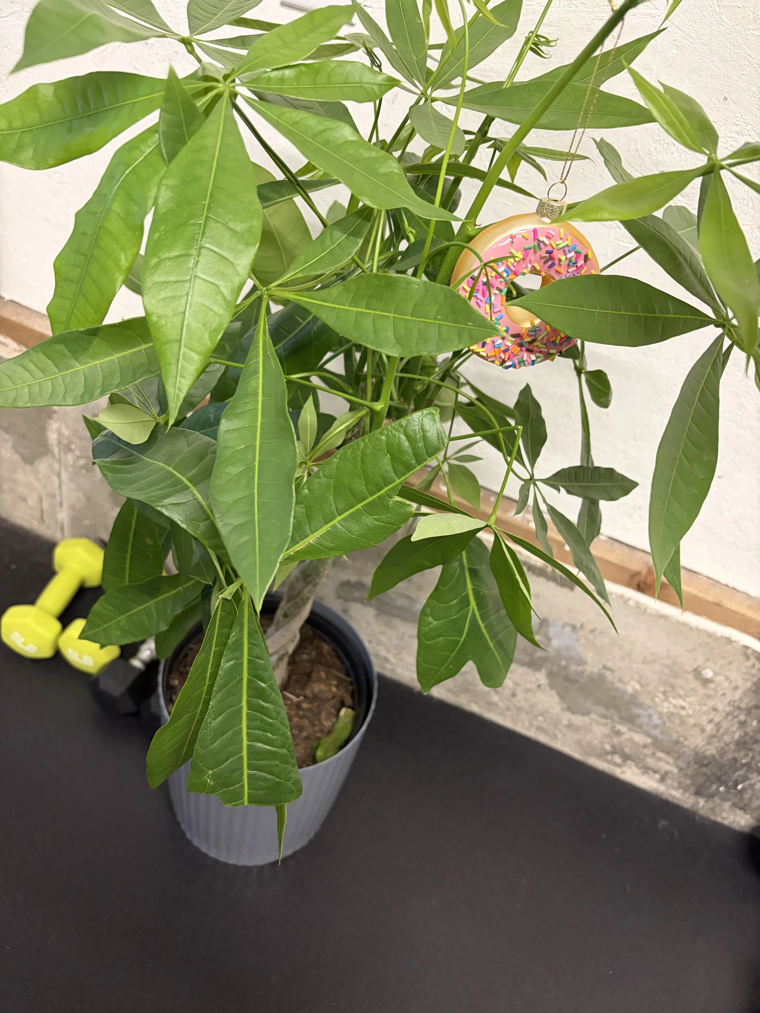 A potted plant with large green leaves placed on a dark surface near a concrete wall. There is a pink donut ornament with colorful sprinkles hanging in the plant. A set of yellow dumbbells is also visible on the surface.