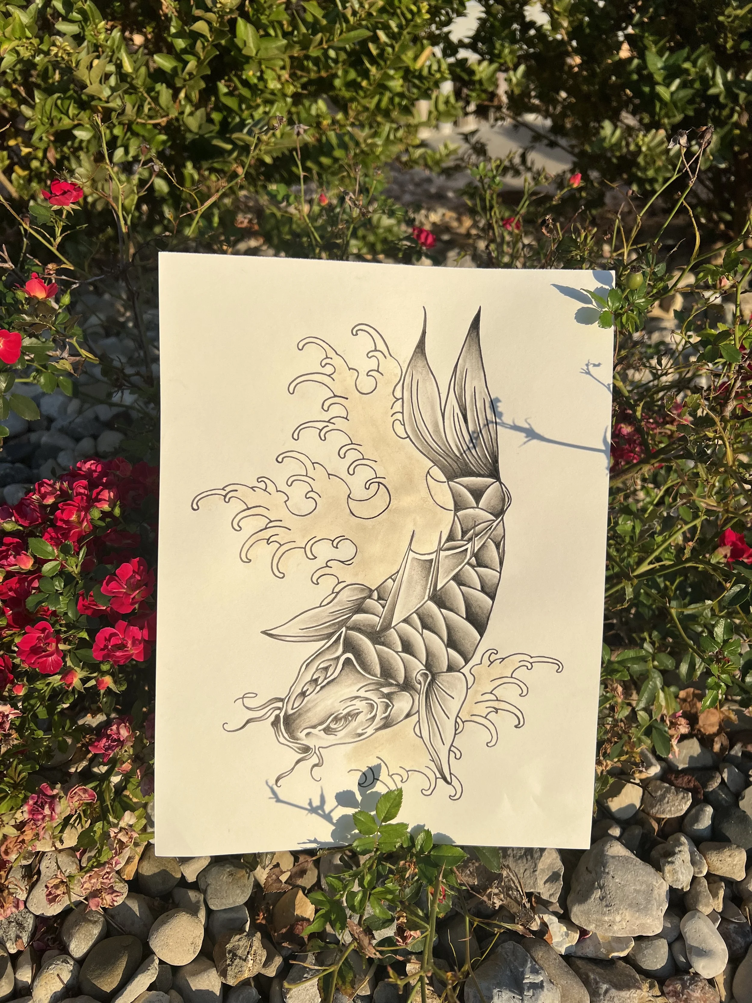 A black and white drawing of a koi fish on a piece of paper placed on rocks and surrounded by green bushes with small red flowers.