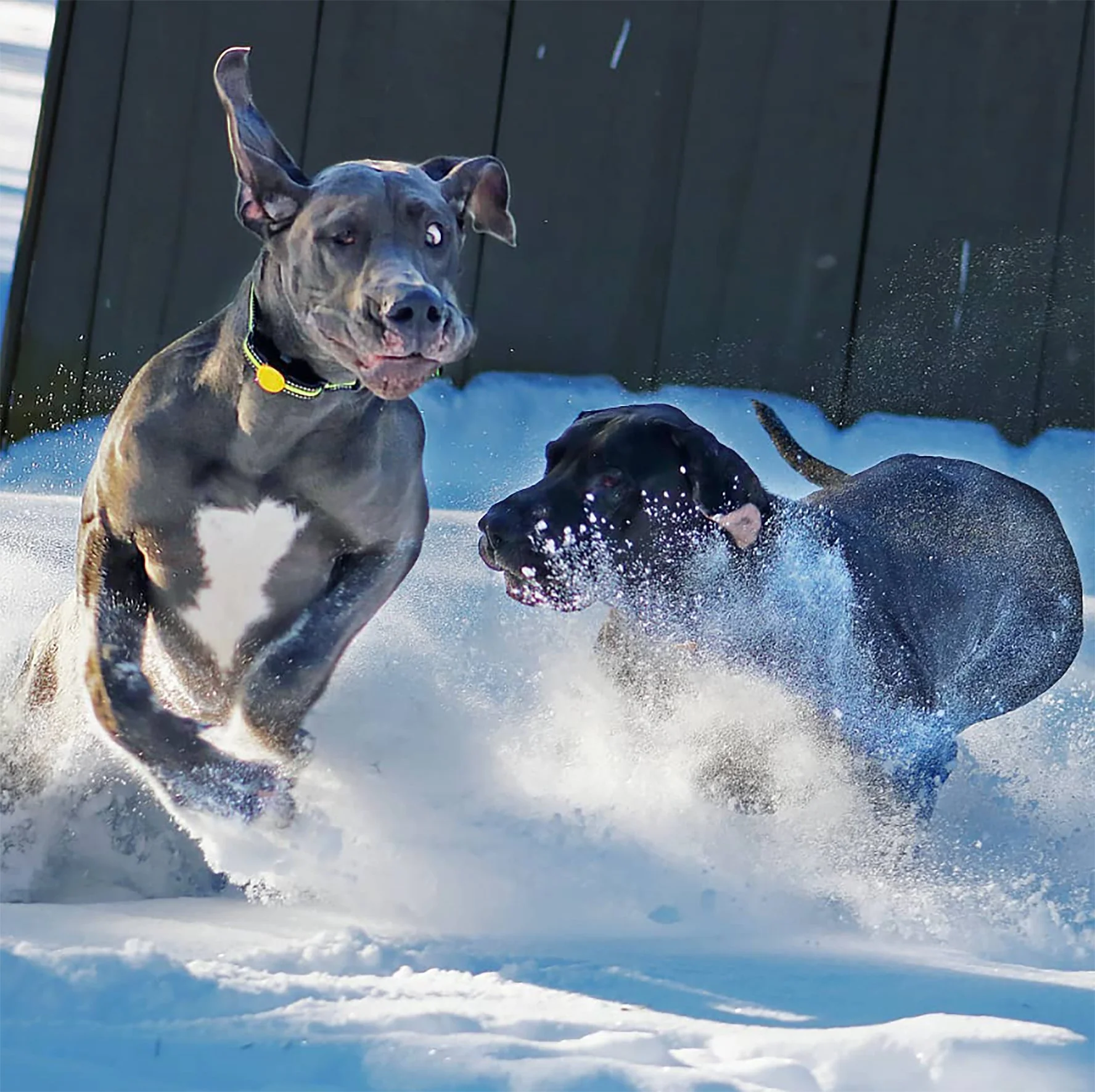 Dogs running together through deep snow.