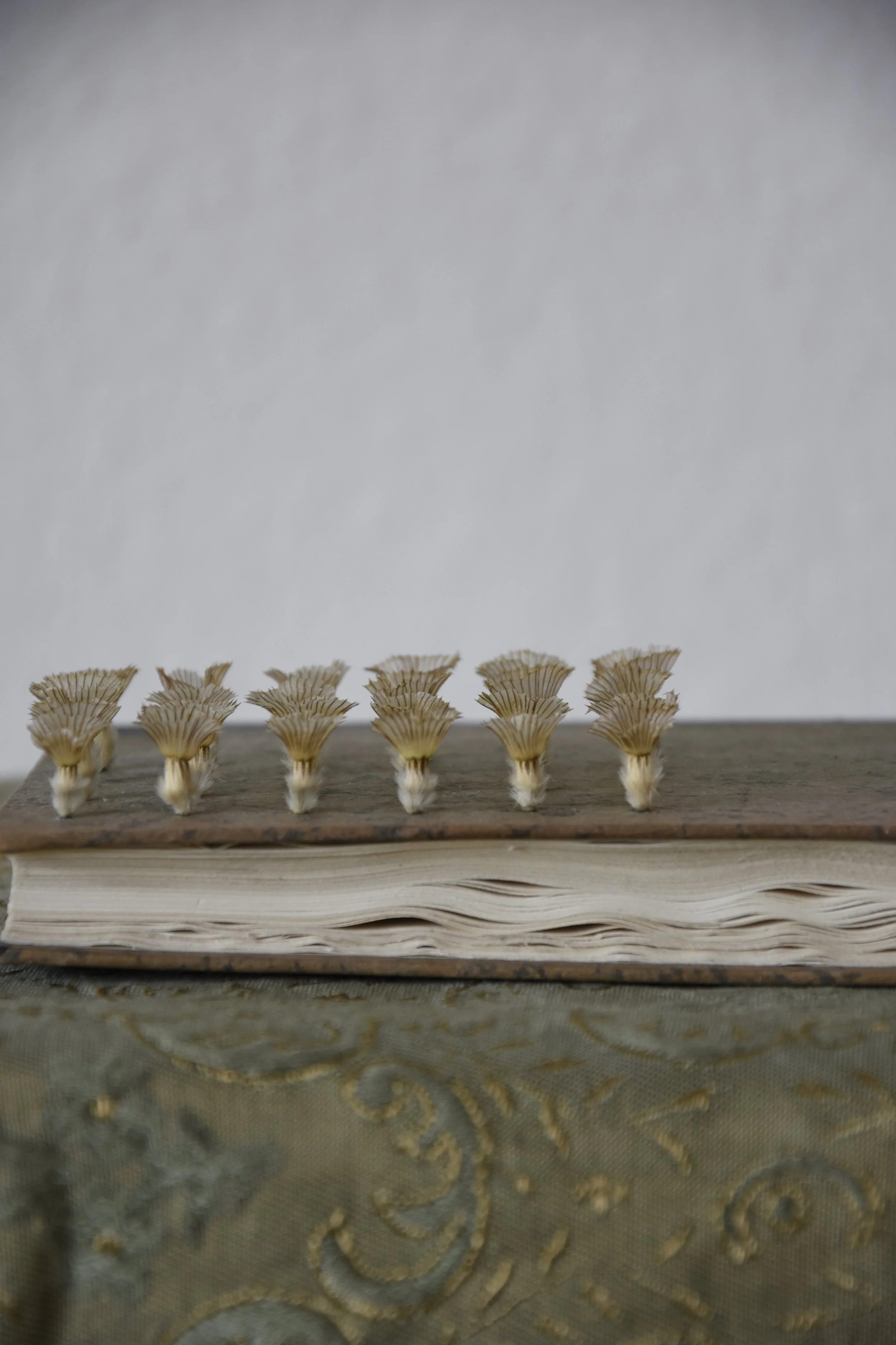 _DSC0077.JPG