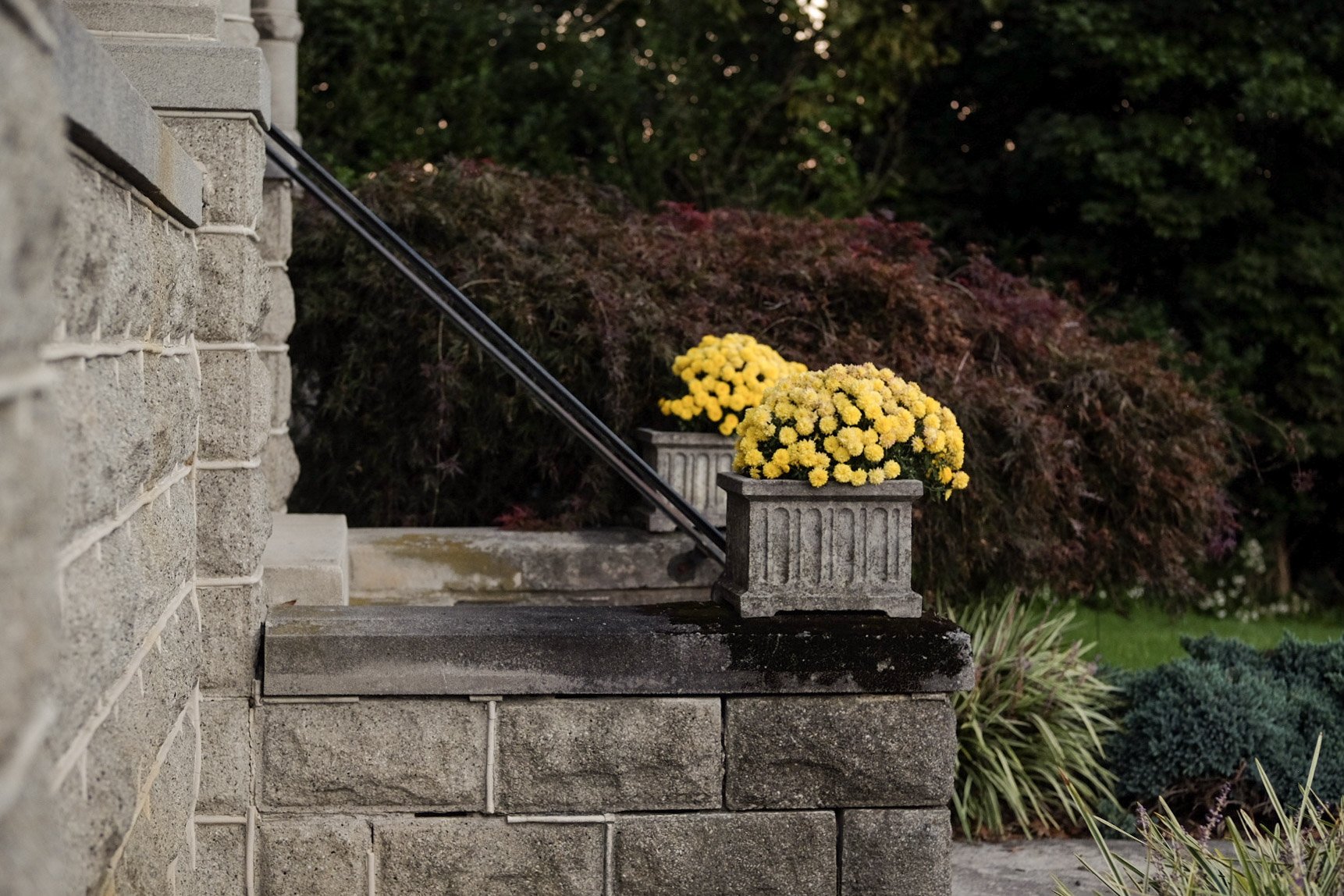 Stone steps with a black metal railing and two stone flower pots filled with yellow chrysanthemums, surrounded by bushes and trees.