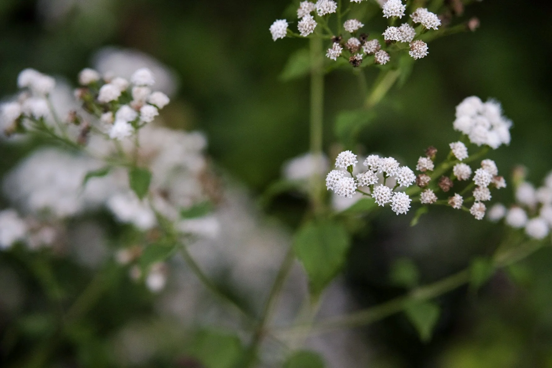 Close-up of small white flowers with green background.