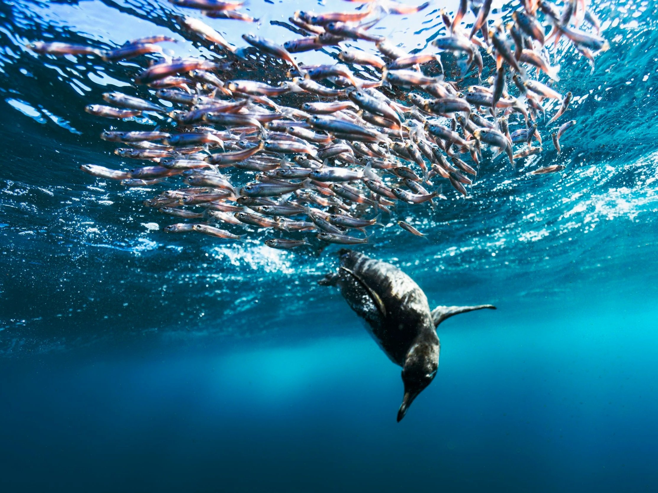 A school of small fish swimming in the ocean with a large fish or shark beneath them, visible tips of the tail fin and part of the body.