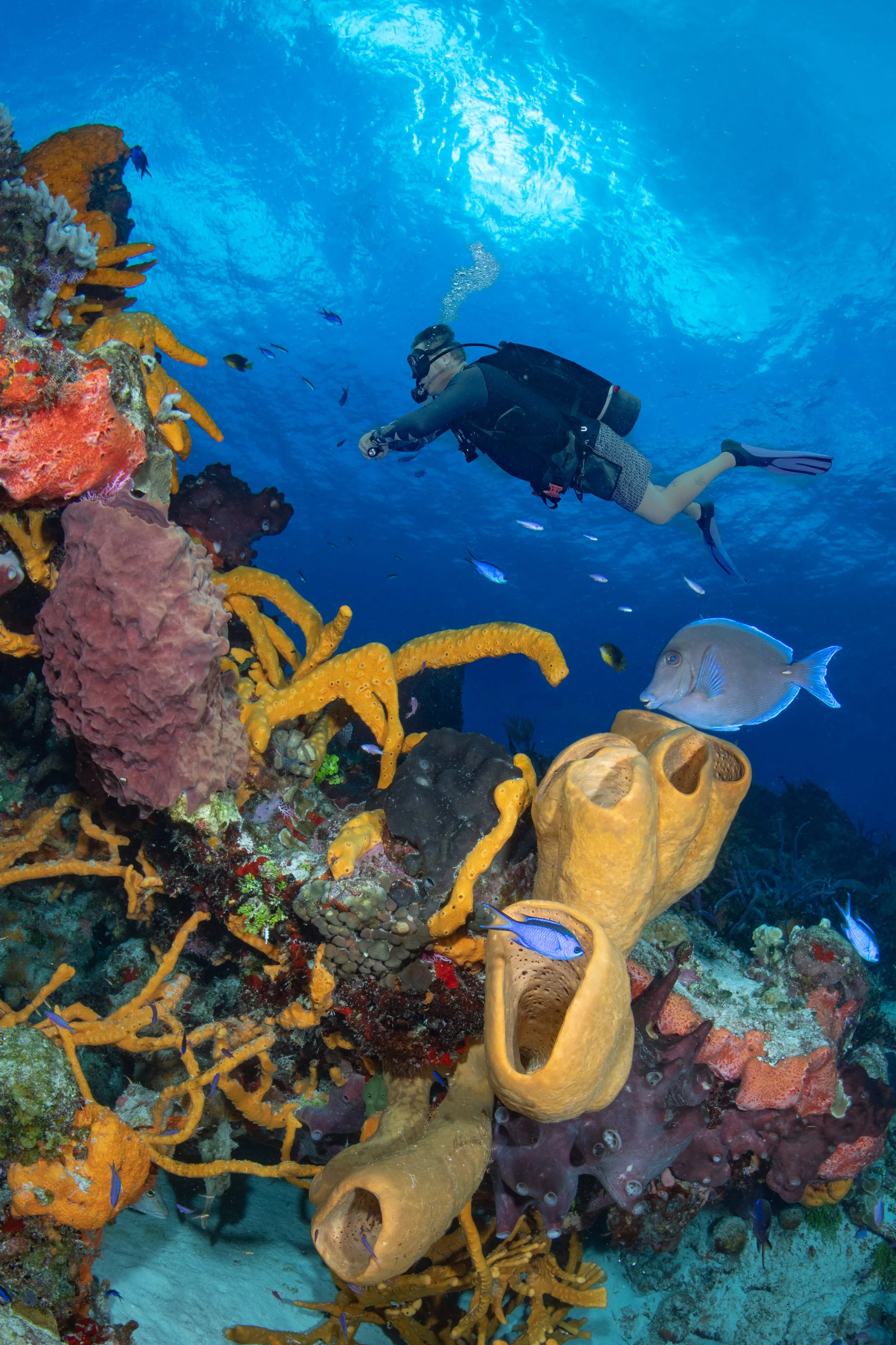 Cozumel Drift Diving Explained: What to Expect on the Reef