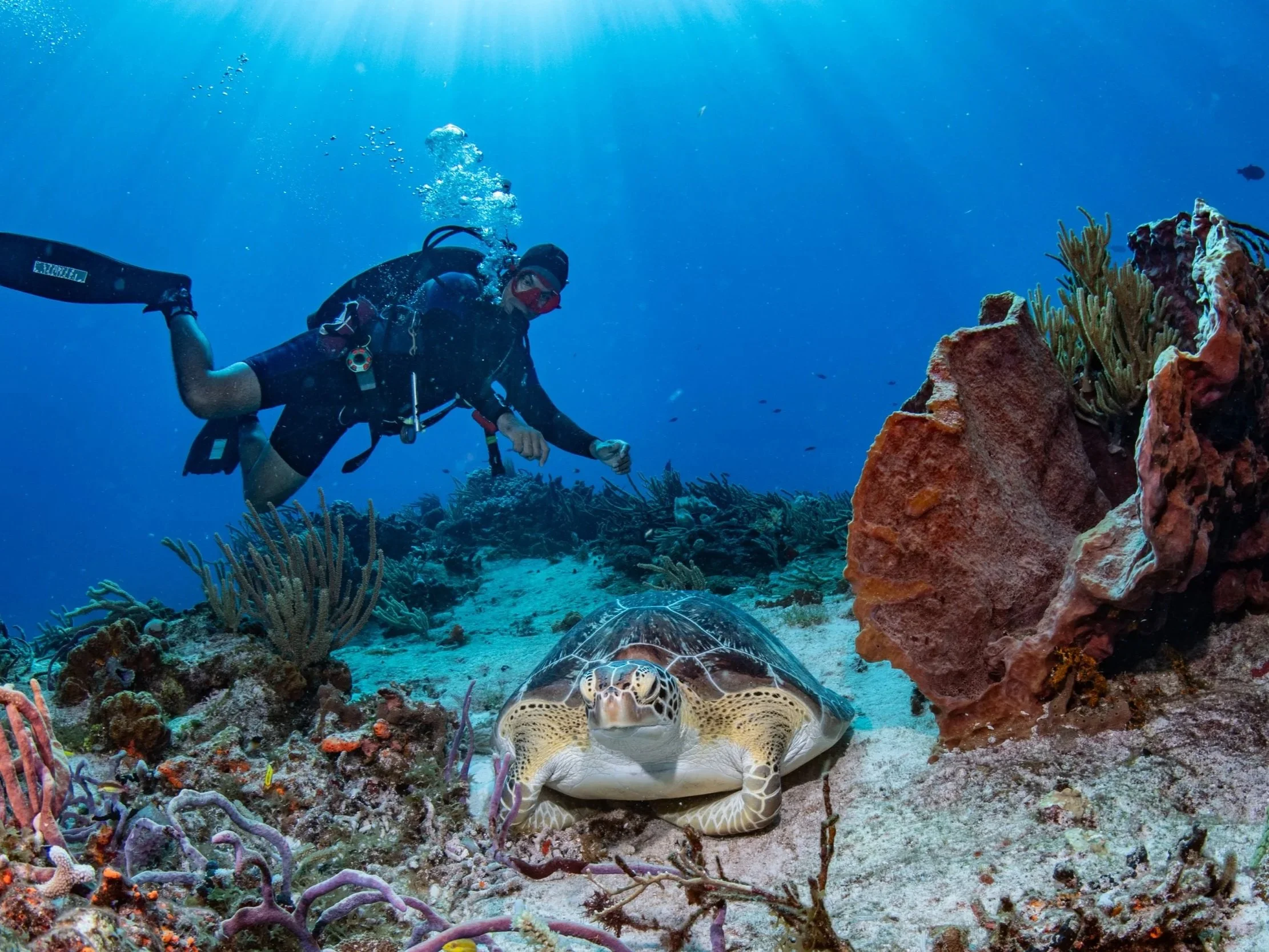 A scuba diver swimming underwater near a coral reef with a sea turtle resting on the ocean floor.
