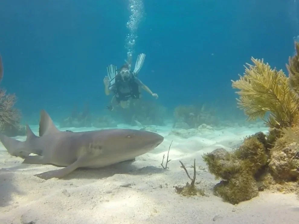 Scuba diver swimming underwater near a shark on the ocean floor with coral and sand.