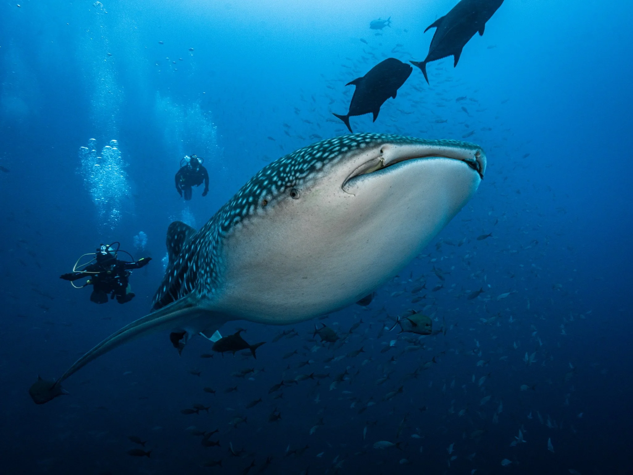 Underwater scene with a whale shark swimming among a school of fish, two scuba divers observing in the background, and a blue ocean backdrop.