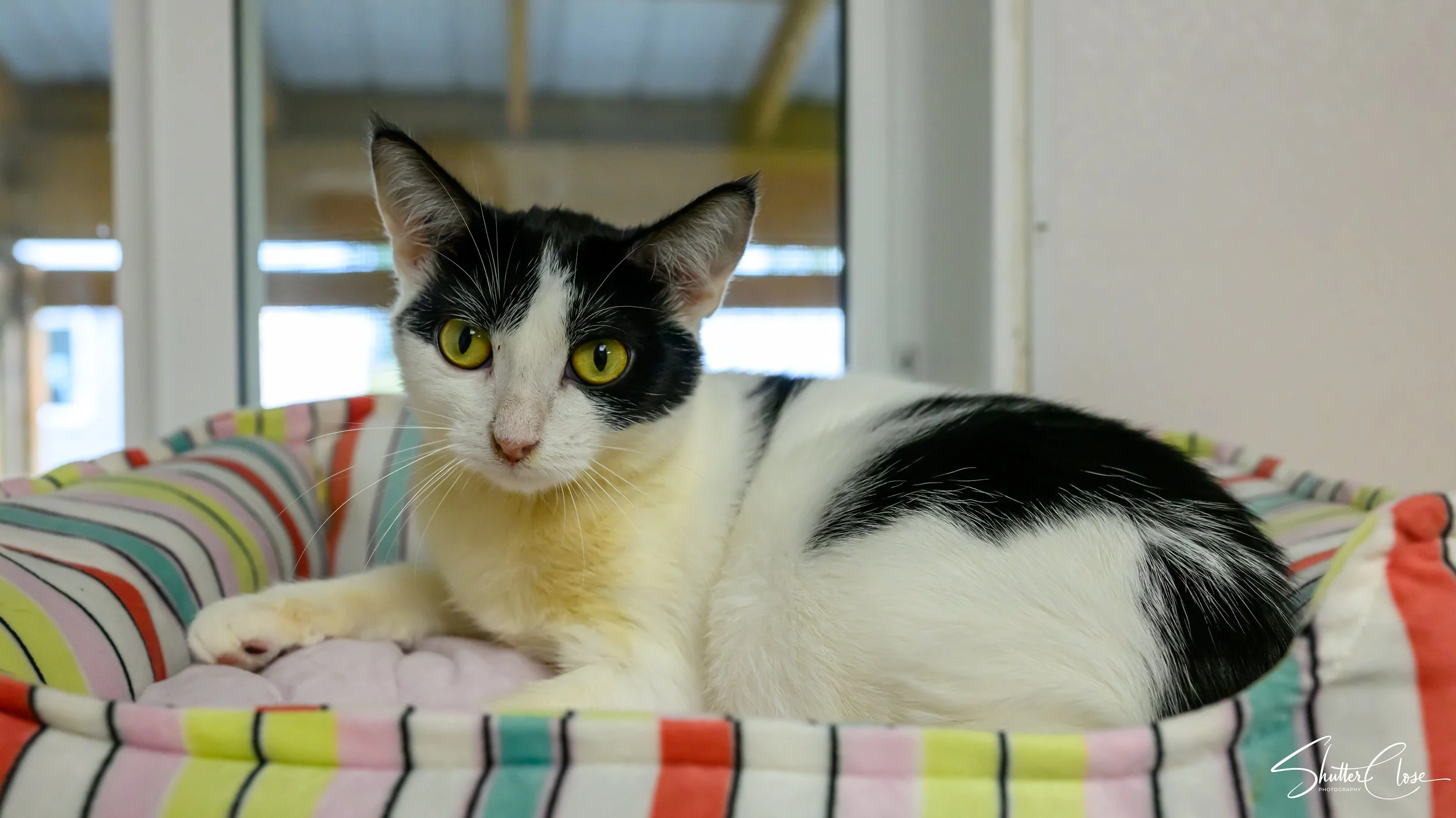 A black and white cat lying on a colorful striped cushion, indoors near a window.