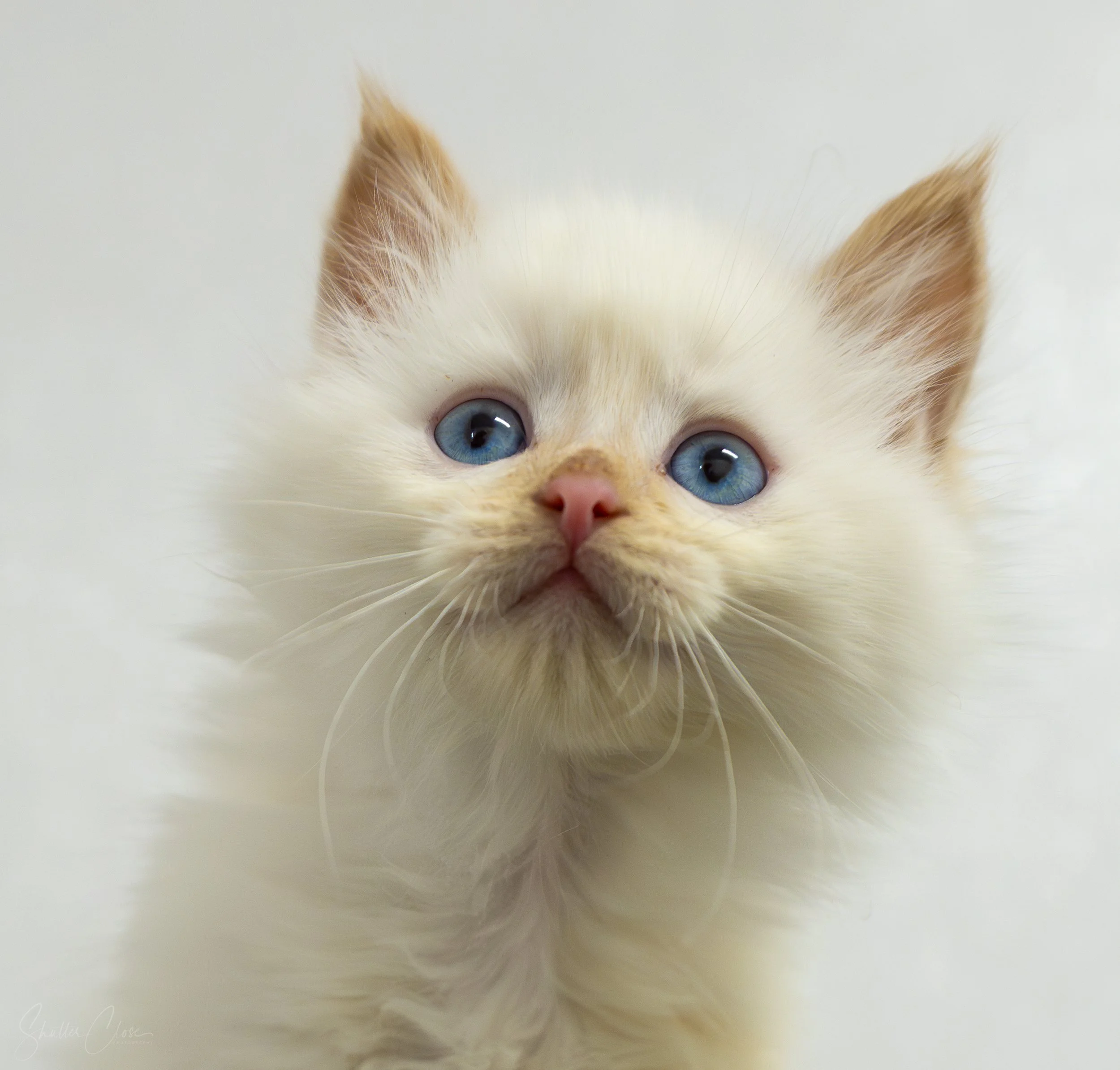 Close-up of a ginger kitten's face with blue eyes, showing only the top part of its head, ears, and eyes.