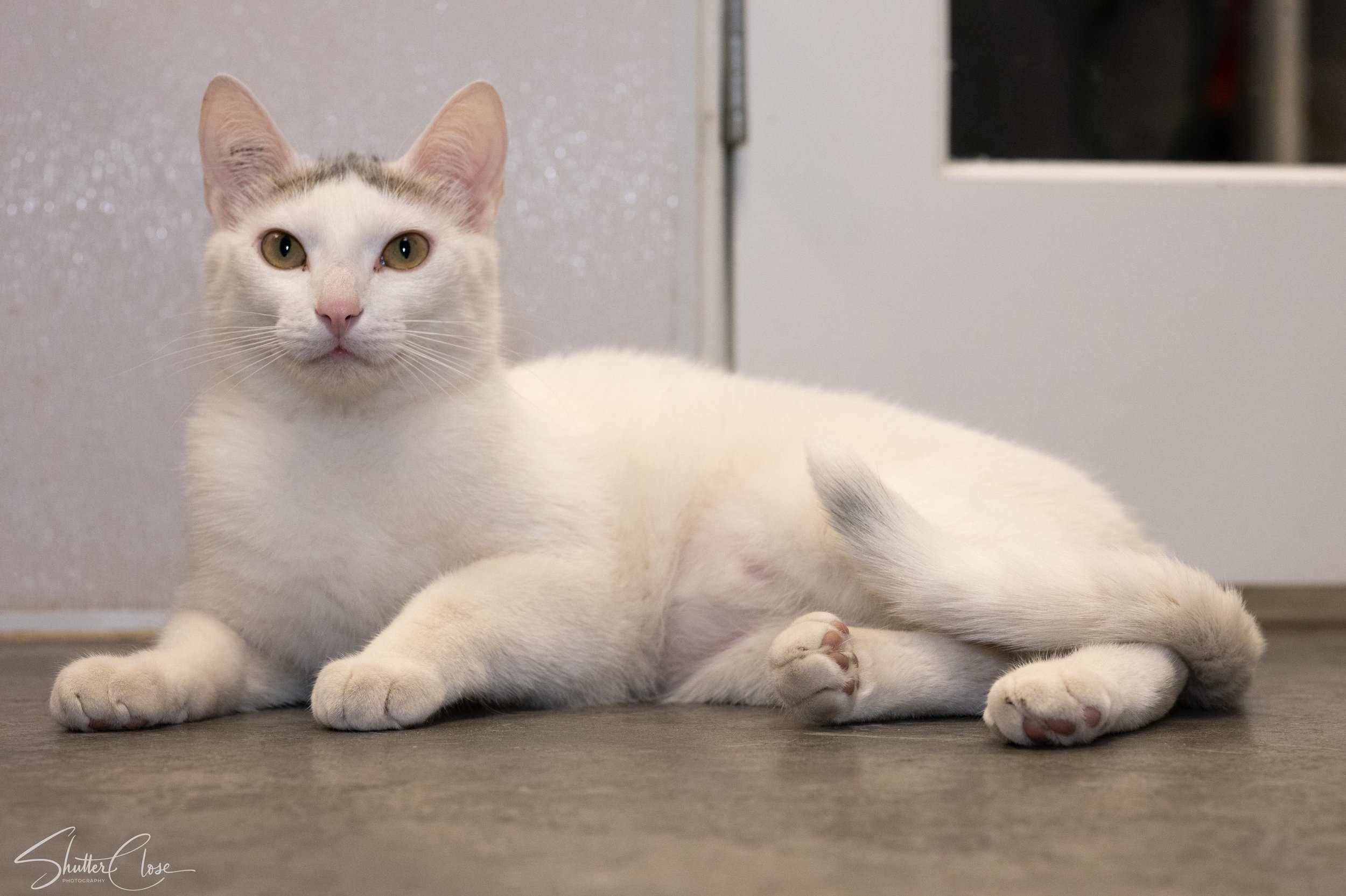 A white and gray cat lying on the floor with pale yellow eyes, pink nose, and large ears. The cat is looking directly at the camera.