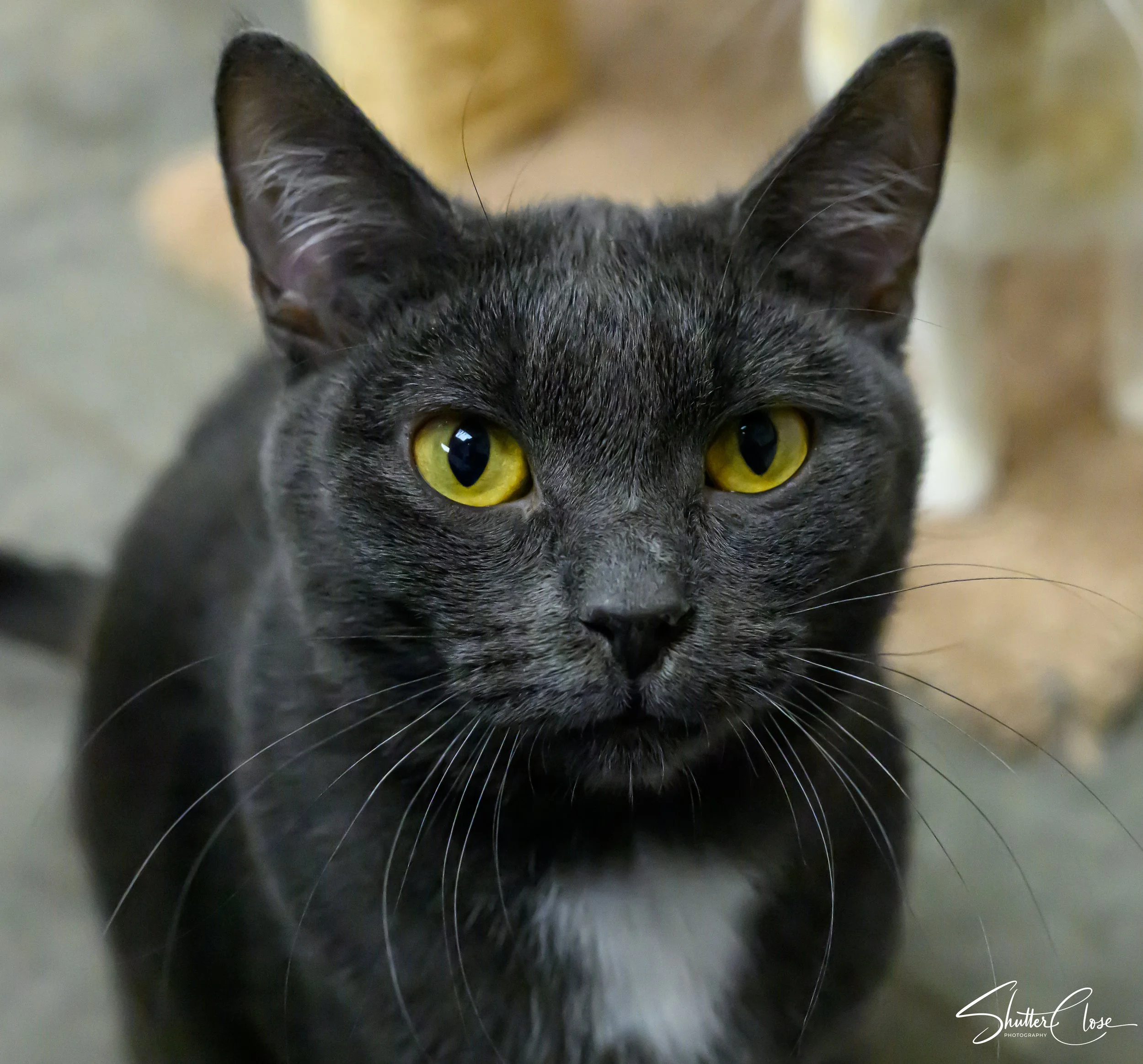 gray and white female cat