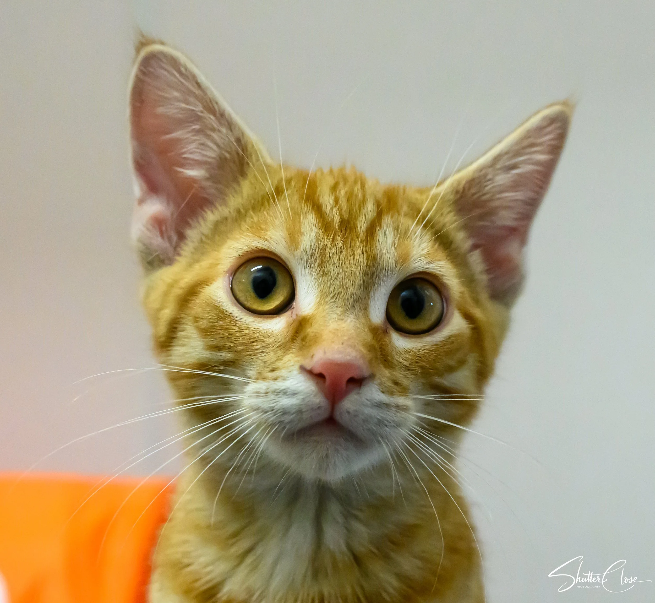 Close-up of a young orange tabby kitten with big yellow-green eyes, large ears, and white whiskers, looking directly at the camera against a plain background.