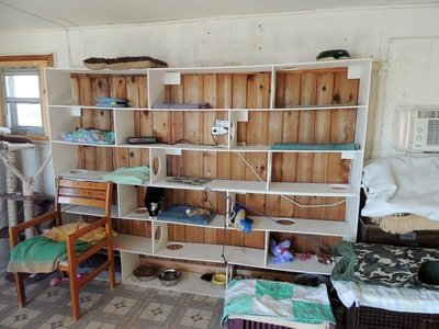 Empty wooden bookshelf with several objects and a black cat sitting on one shelf in a room with a window and air conditioning unit.