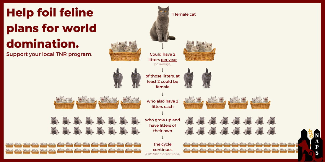 Flowchart illustrating the reproductive cycle of cats, showing one female cat leading to multiple generations of kittens, emphasizing the potential for cat overpopulation and supporting trap-neuter-return programs.